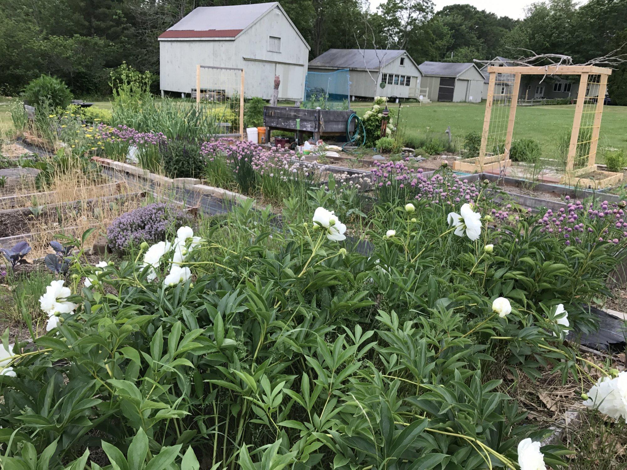 Beach Plum Lobster Farm