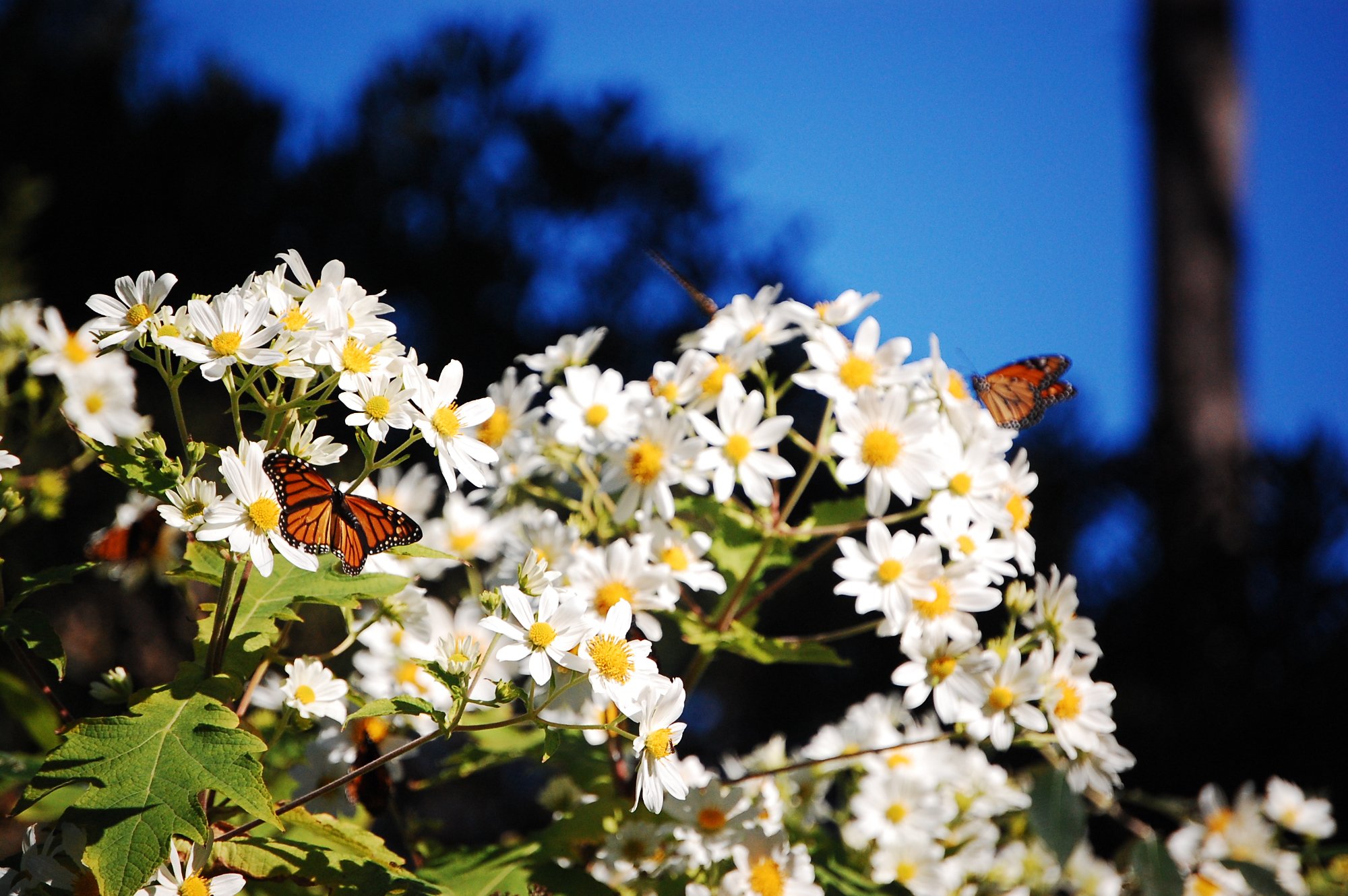 Monarch Grove Sanctuary