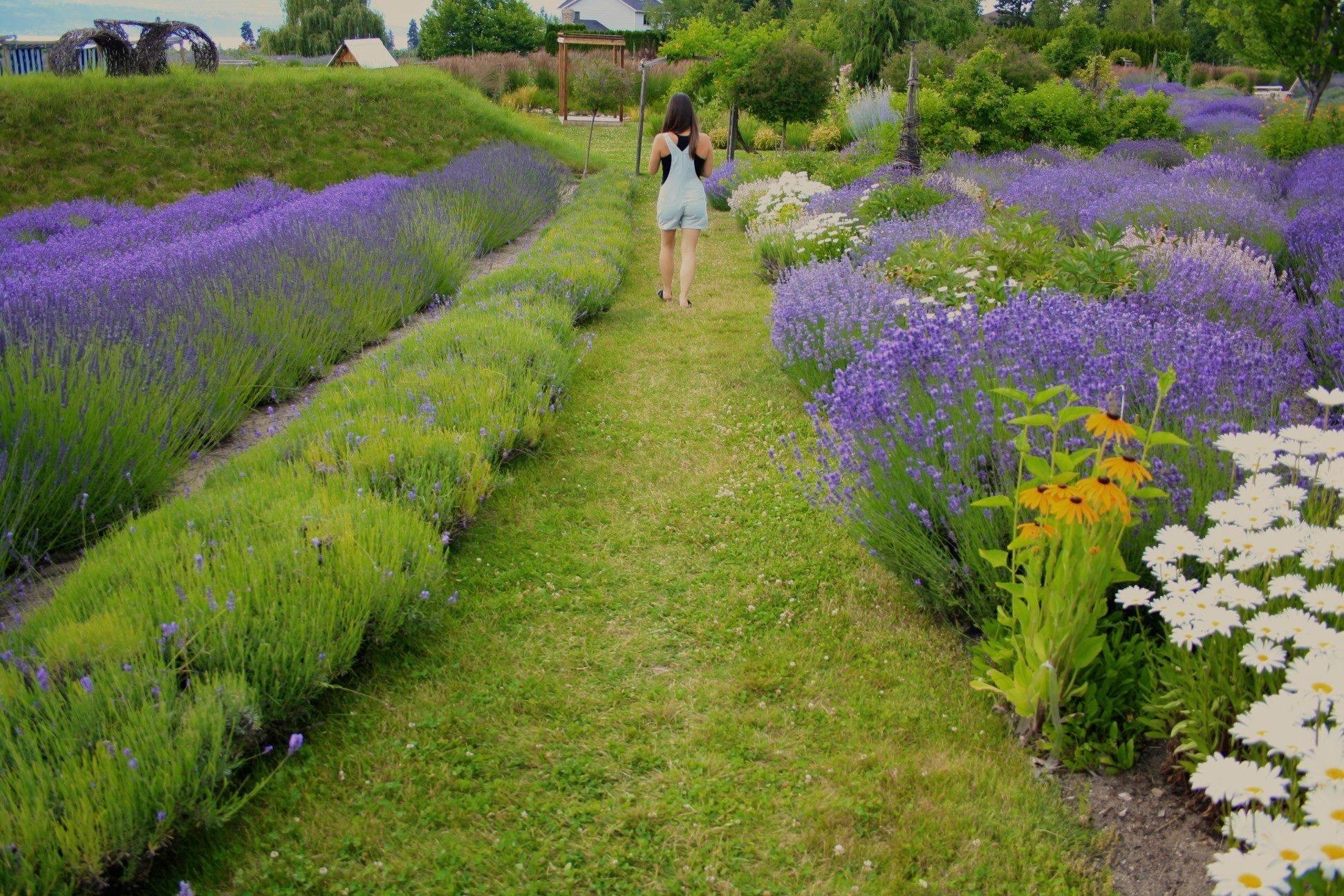 Okanagan Lavender & Herb Farm