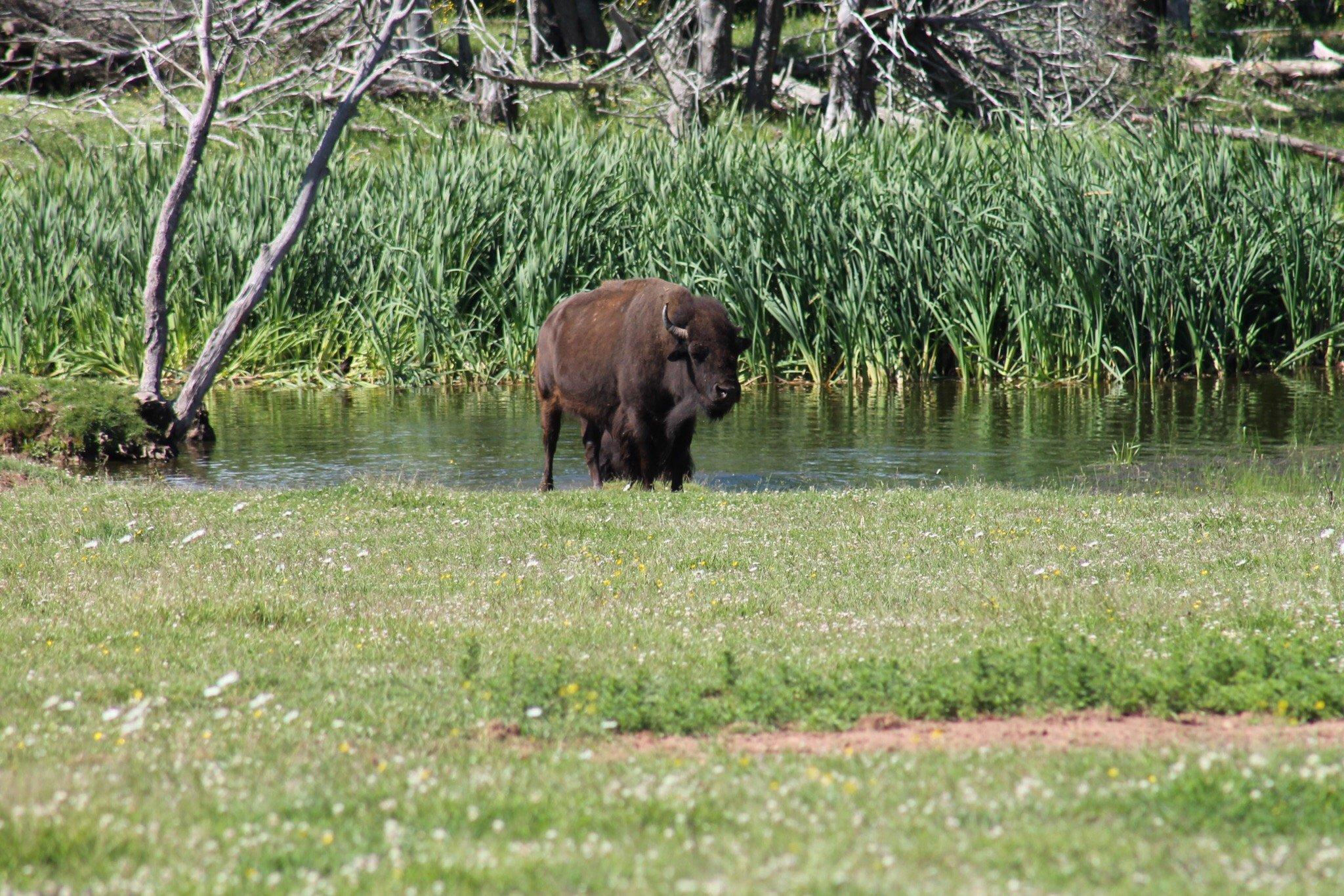 Buffaloland Provincial Park