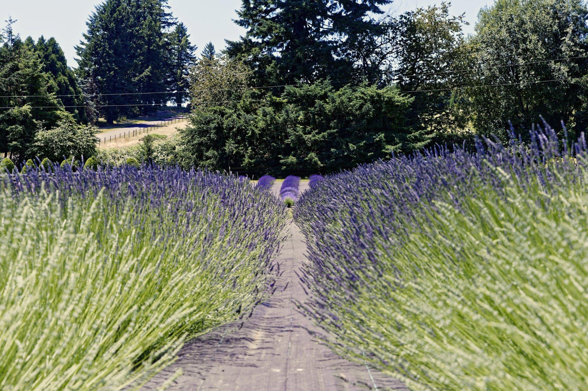 Wayward Winds Lavender Farm