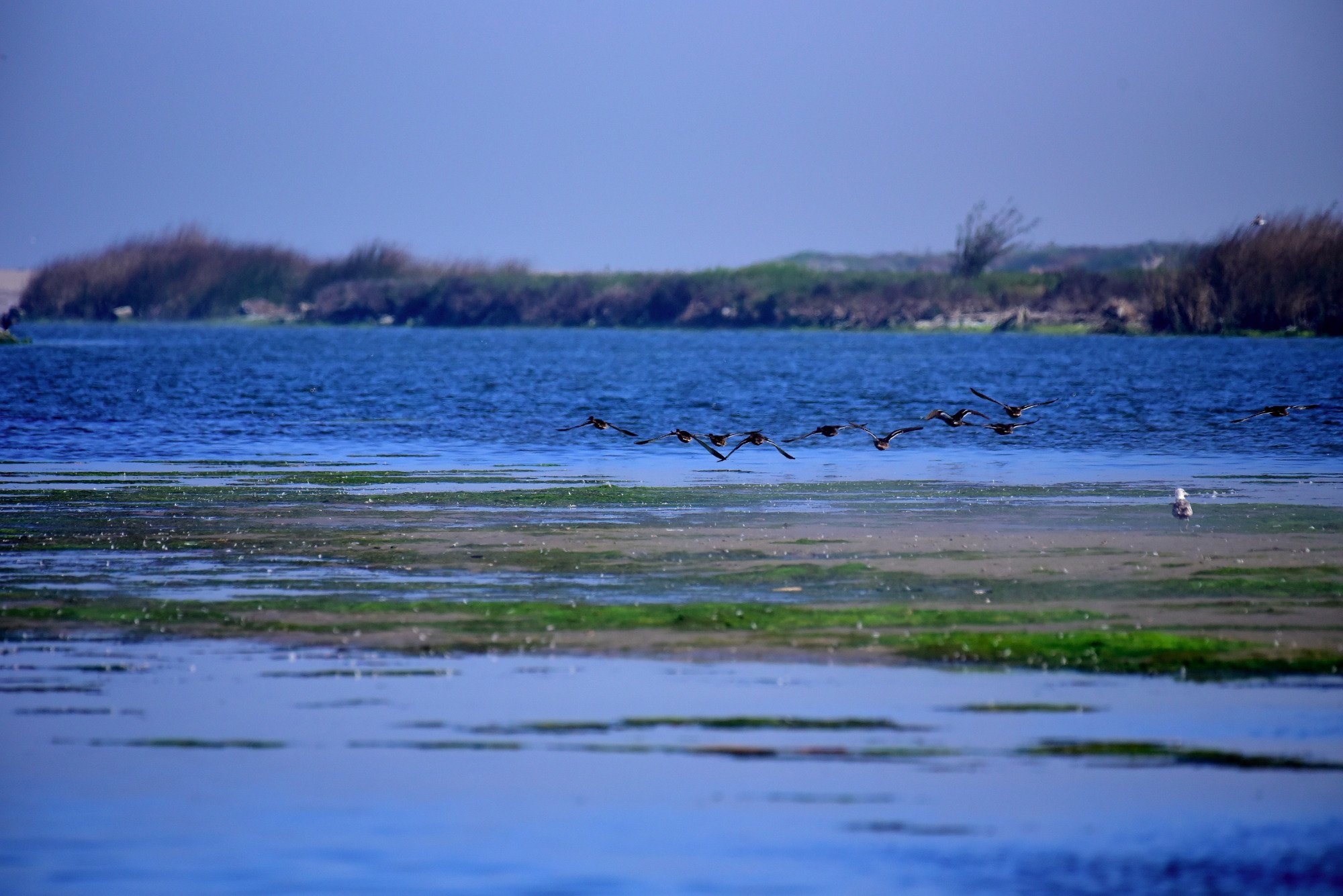 Salinas River National Wildlife Refuge