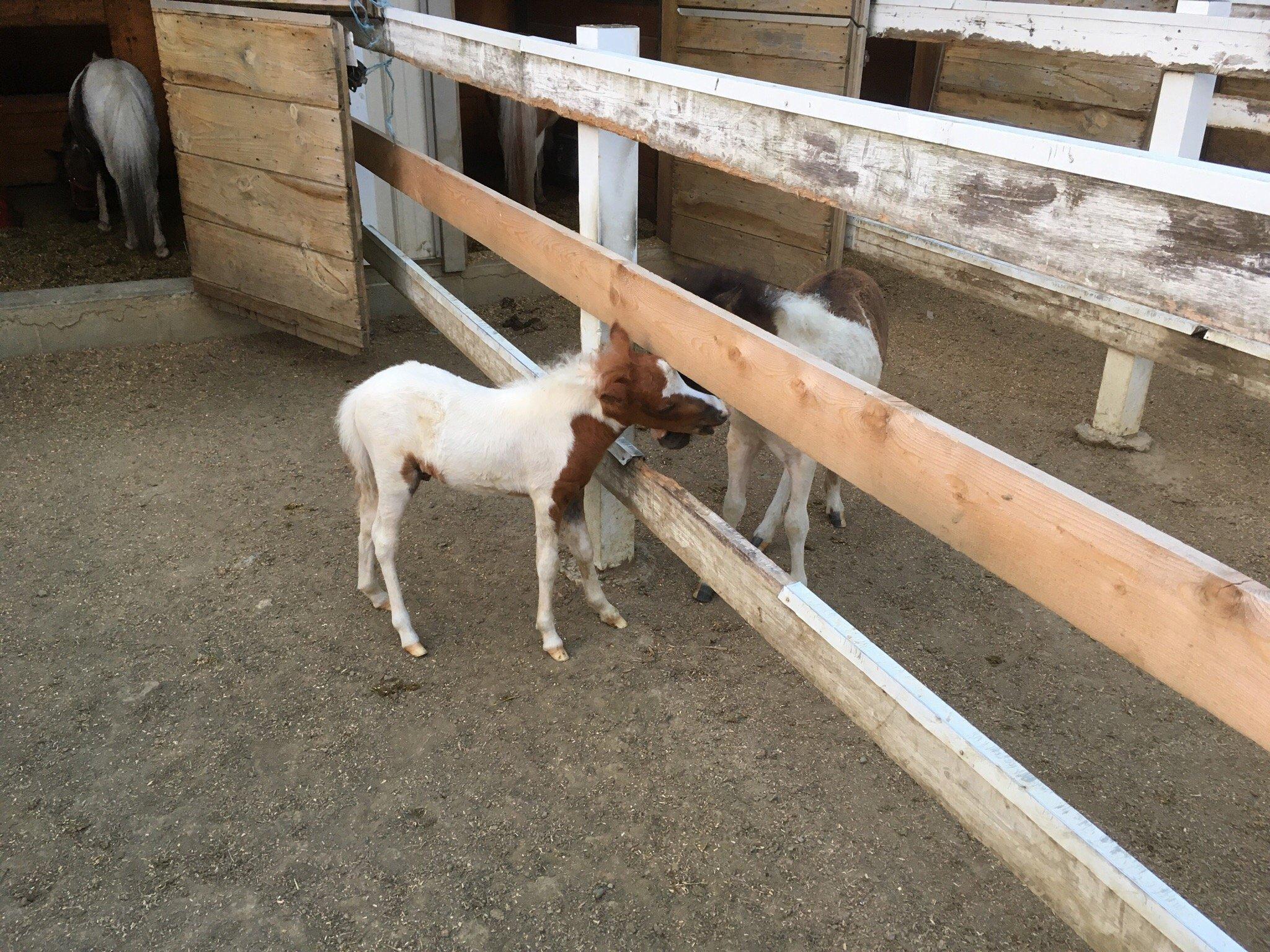 Li'l Country Store and Miniature Horse Farm