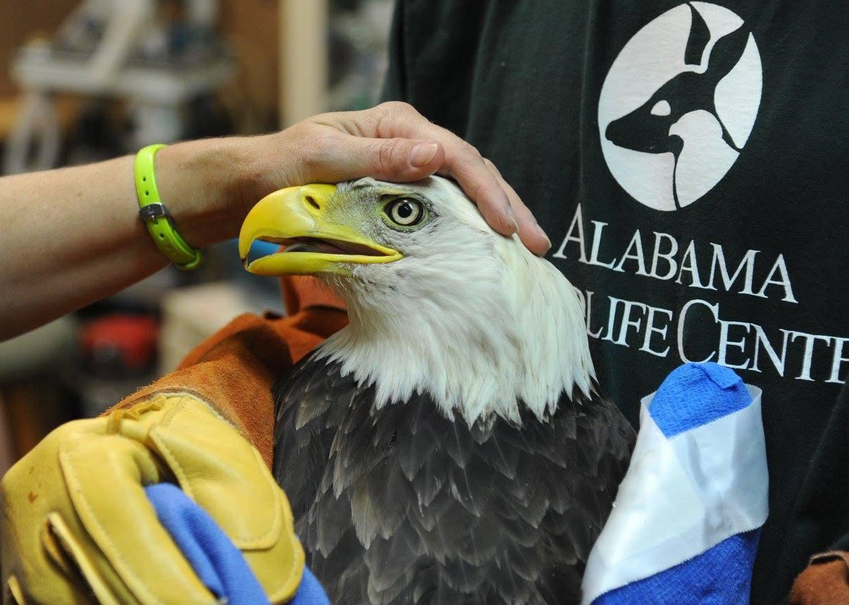 Alabama Wildlife Center