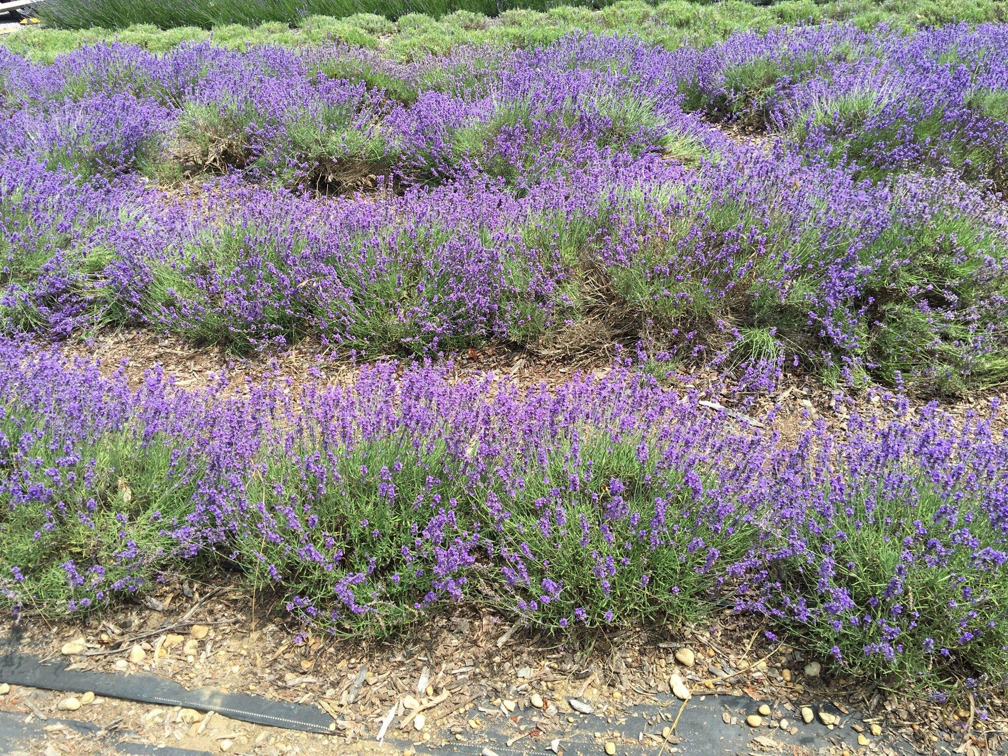 Lavender by the Bay