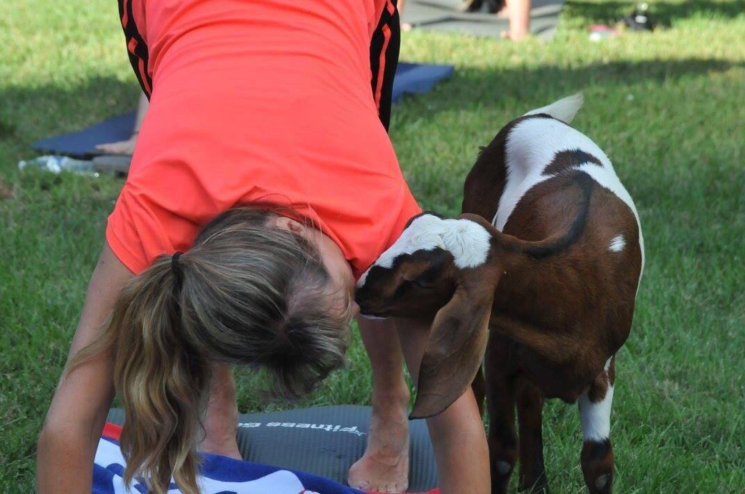 Gettysburg Goat Yoga