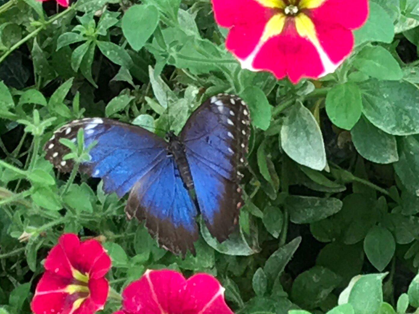 GT Butterfly House & Bug Zoo