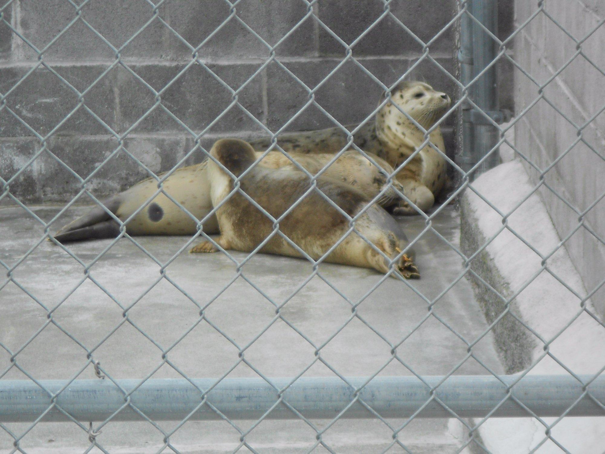 Northcoast Marine Mammal Center