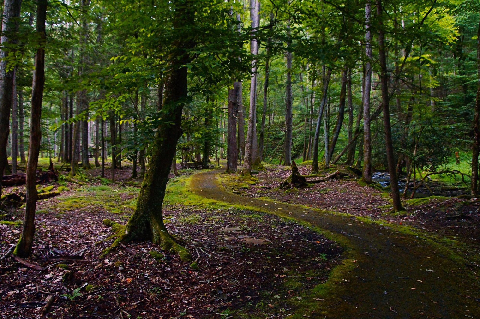 Holly River State Park