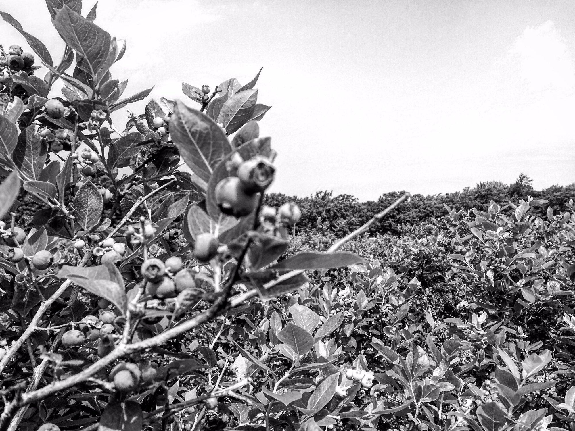 Gold Barn Blueberries