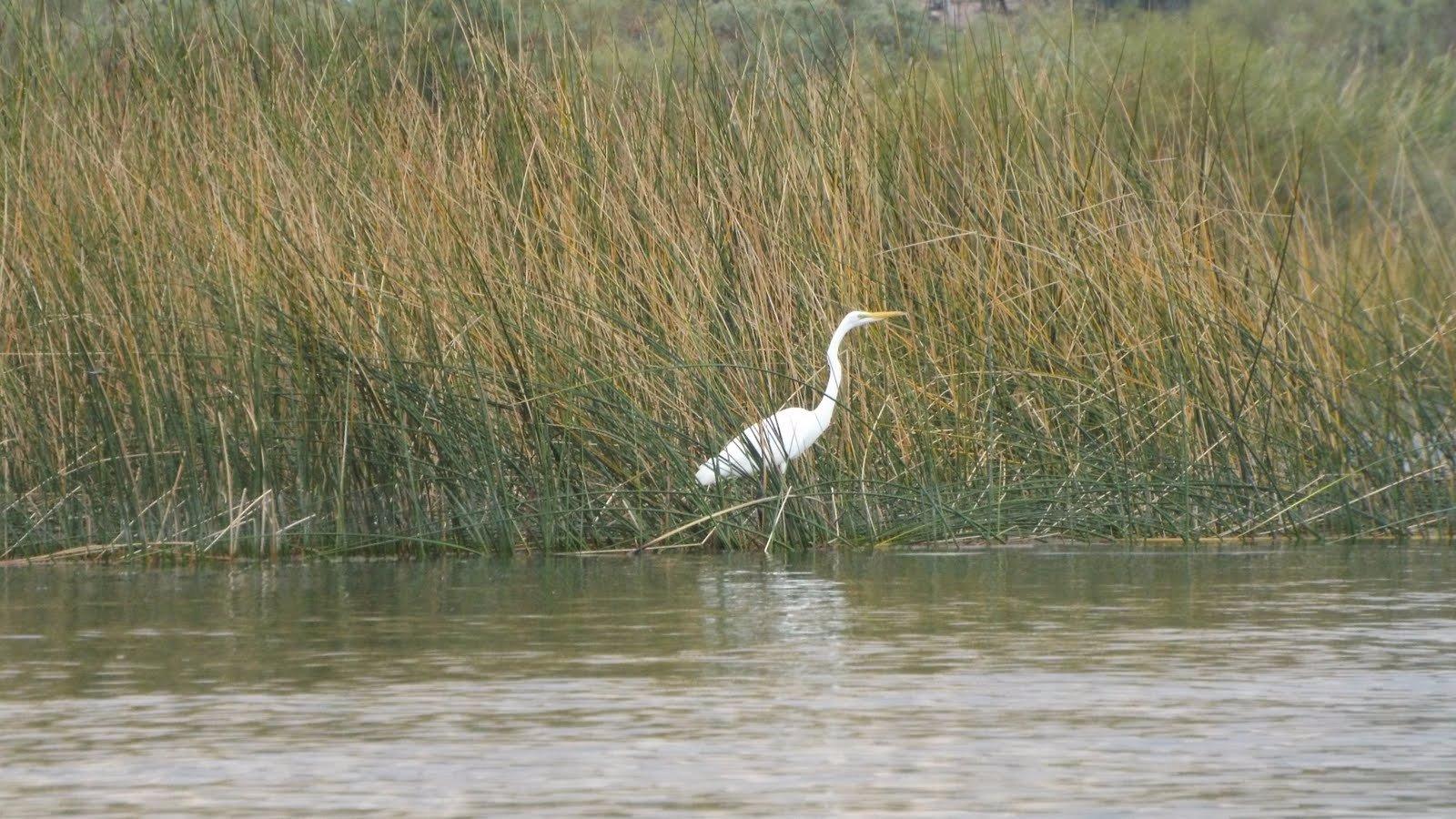 Havasu National Wildlife Refuge