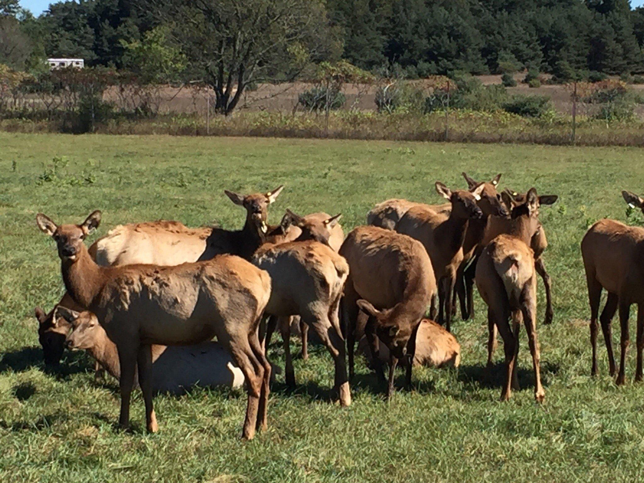 Amber Elk Ranch