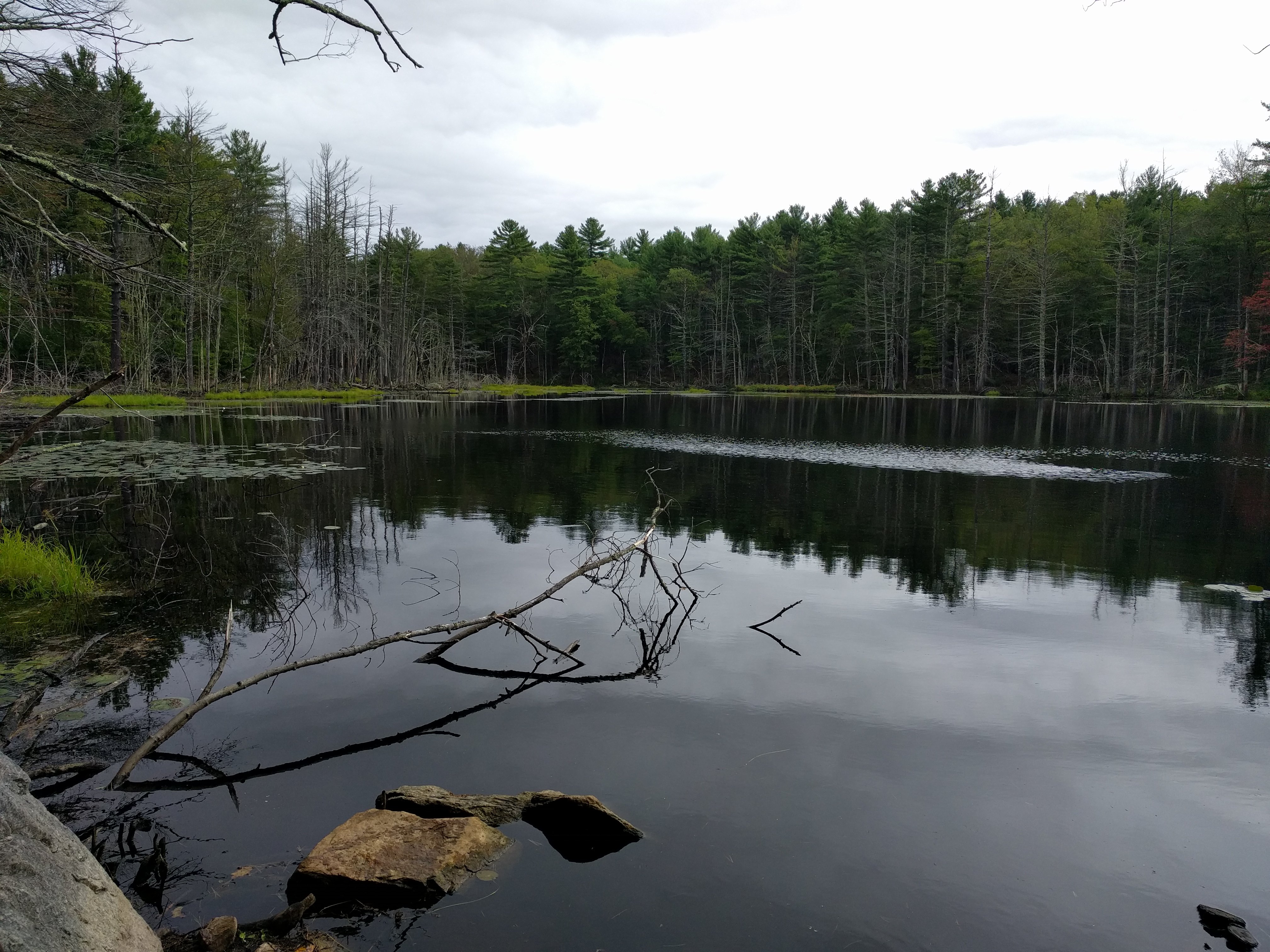 Upton State Forest