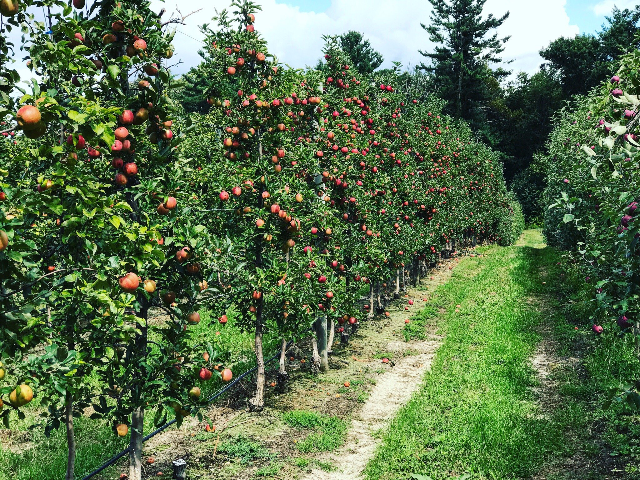 Tougas Family Farm