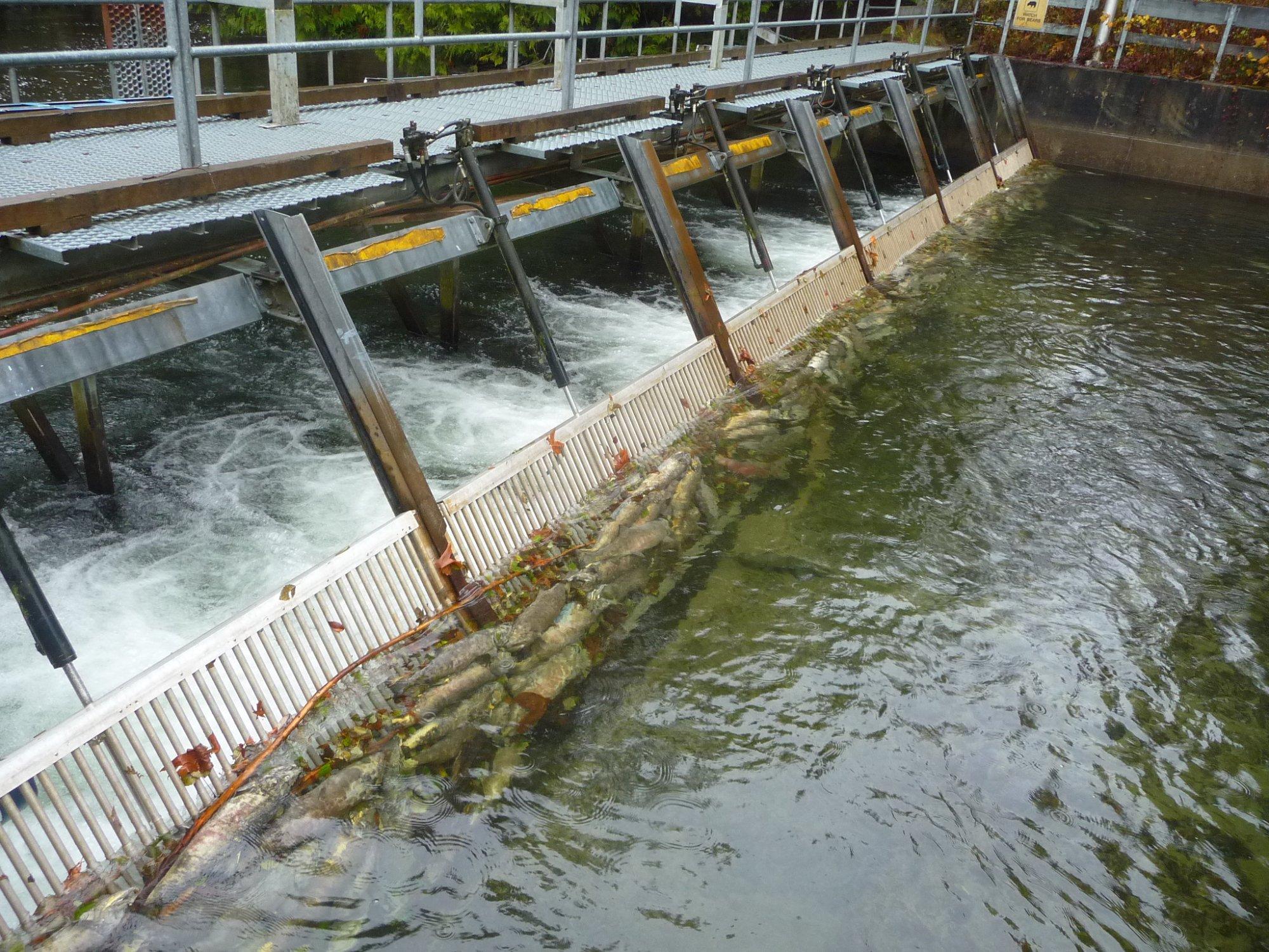 Big Qualicum Hatchery