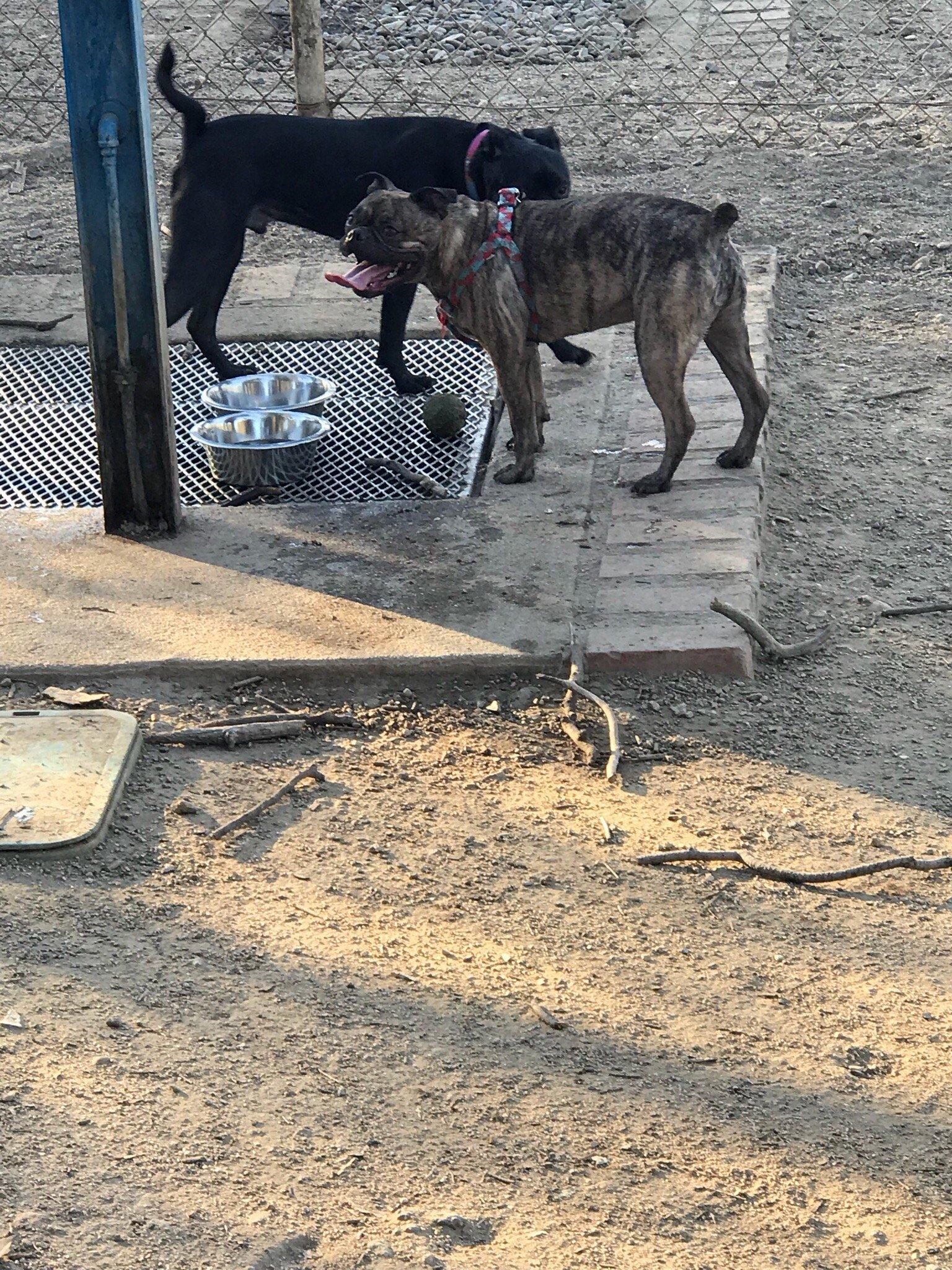 Griffith Park Dog Park