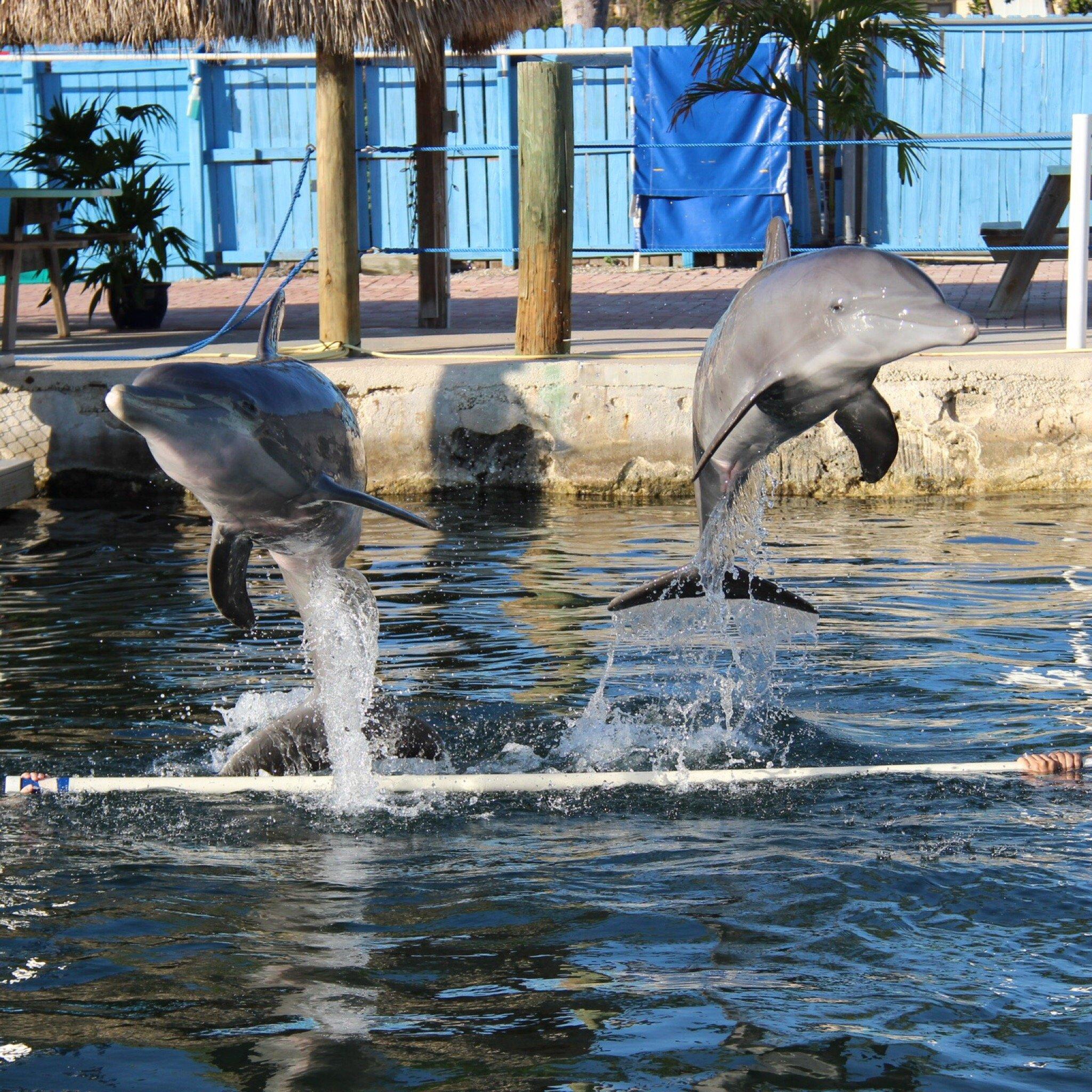 Dolphins Plus Marine Mammal Responder