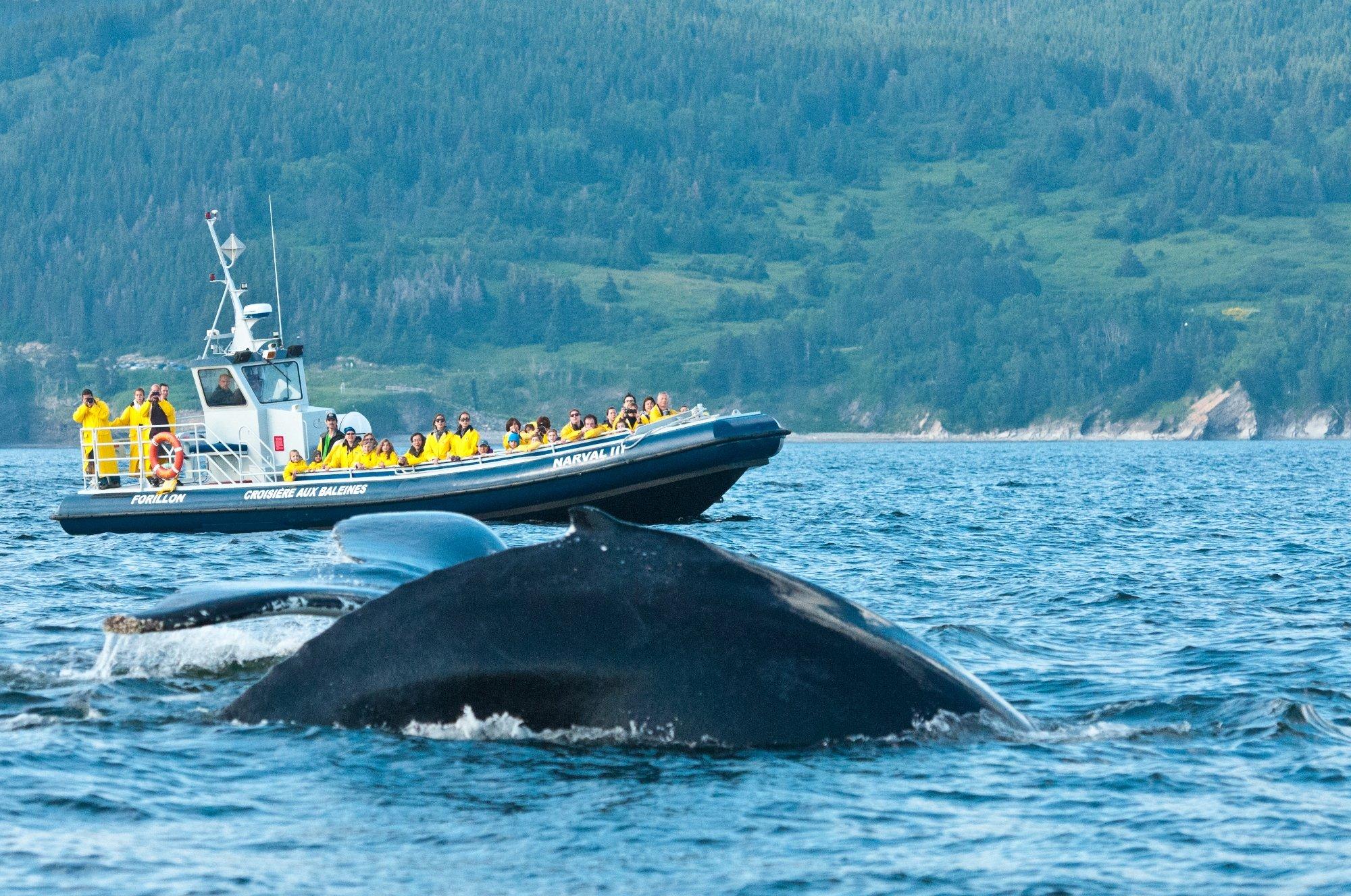 Whale-Watching Cruise in Forillon National Park