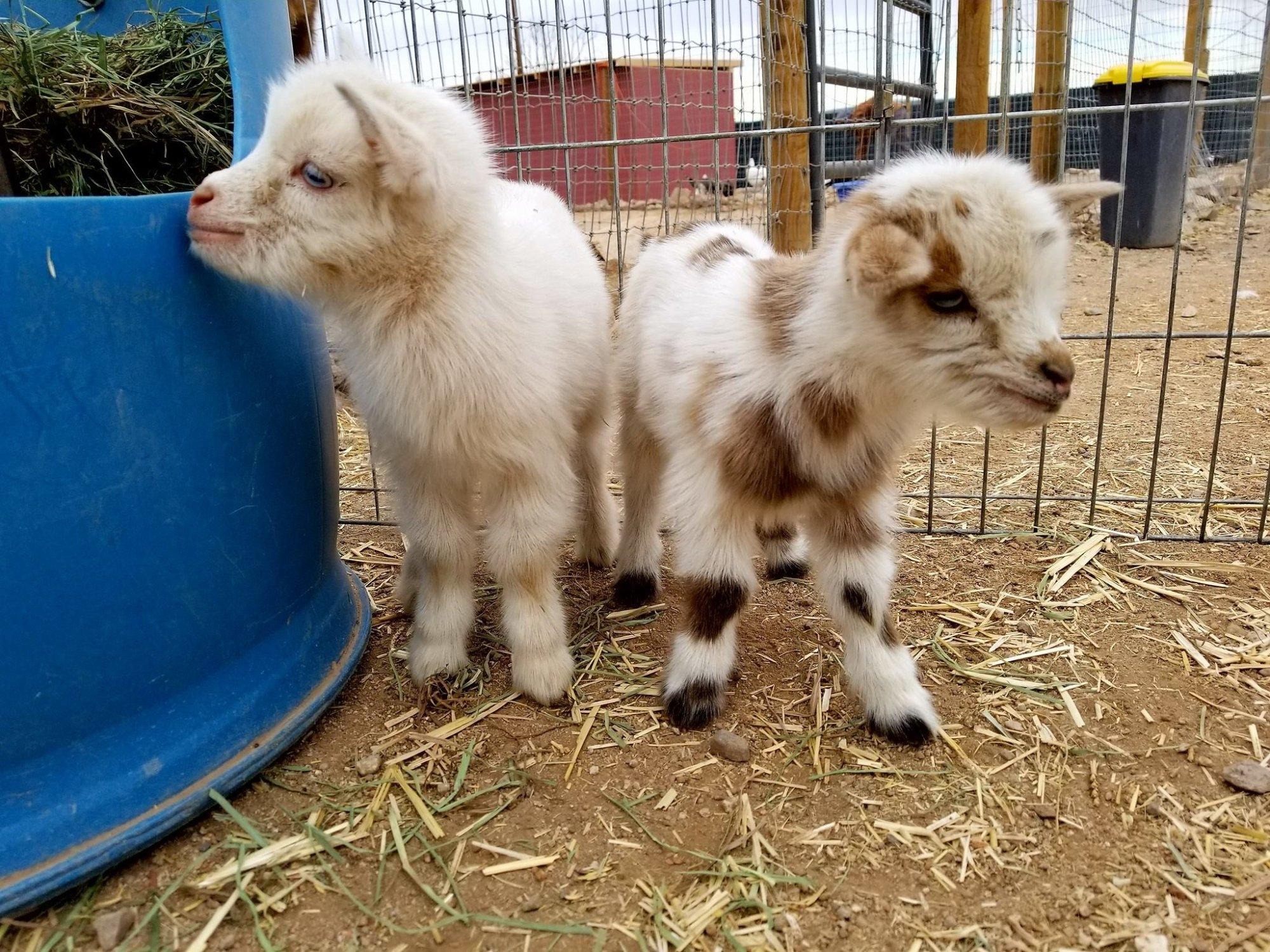 Funny Foot Farm and Tucson Petting Zoo