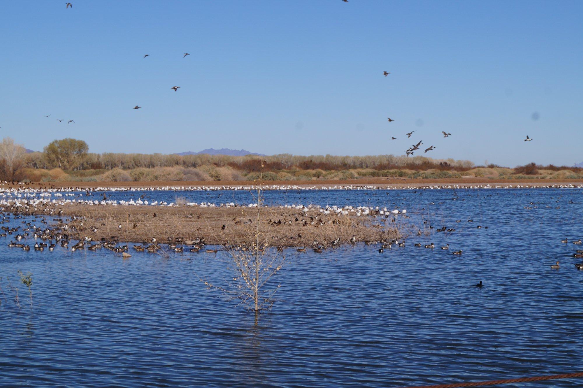 Cibola National Wildlife Refuge