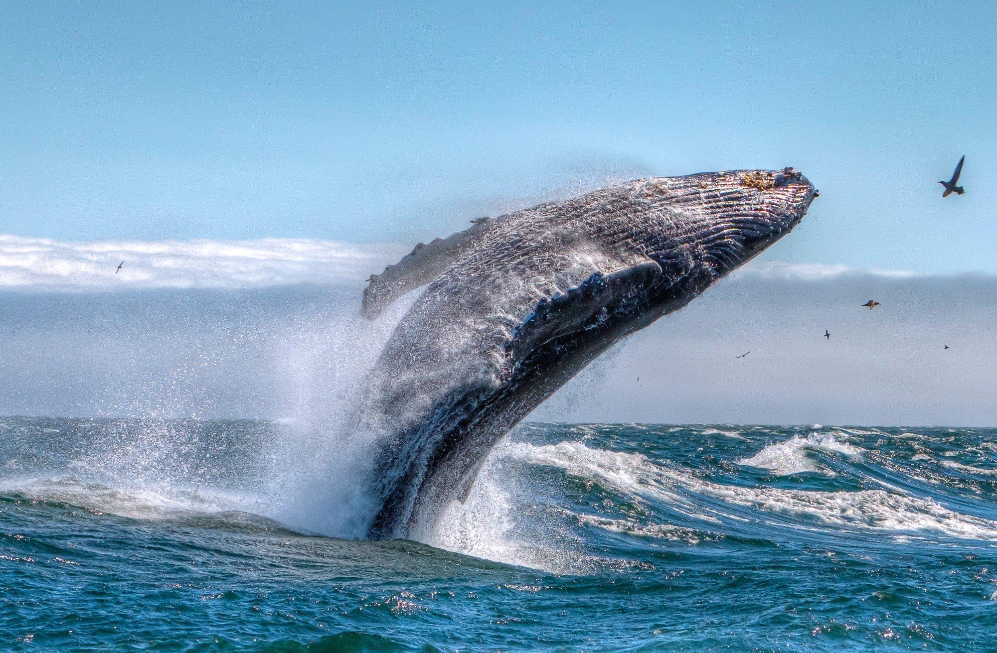 Avila Beach Whale Watching