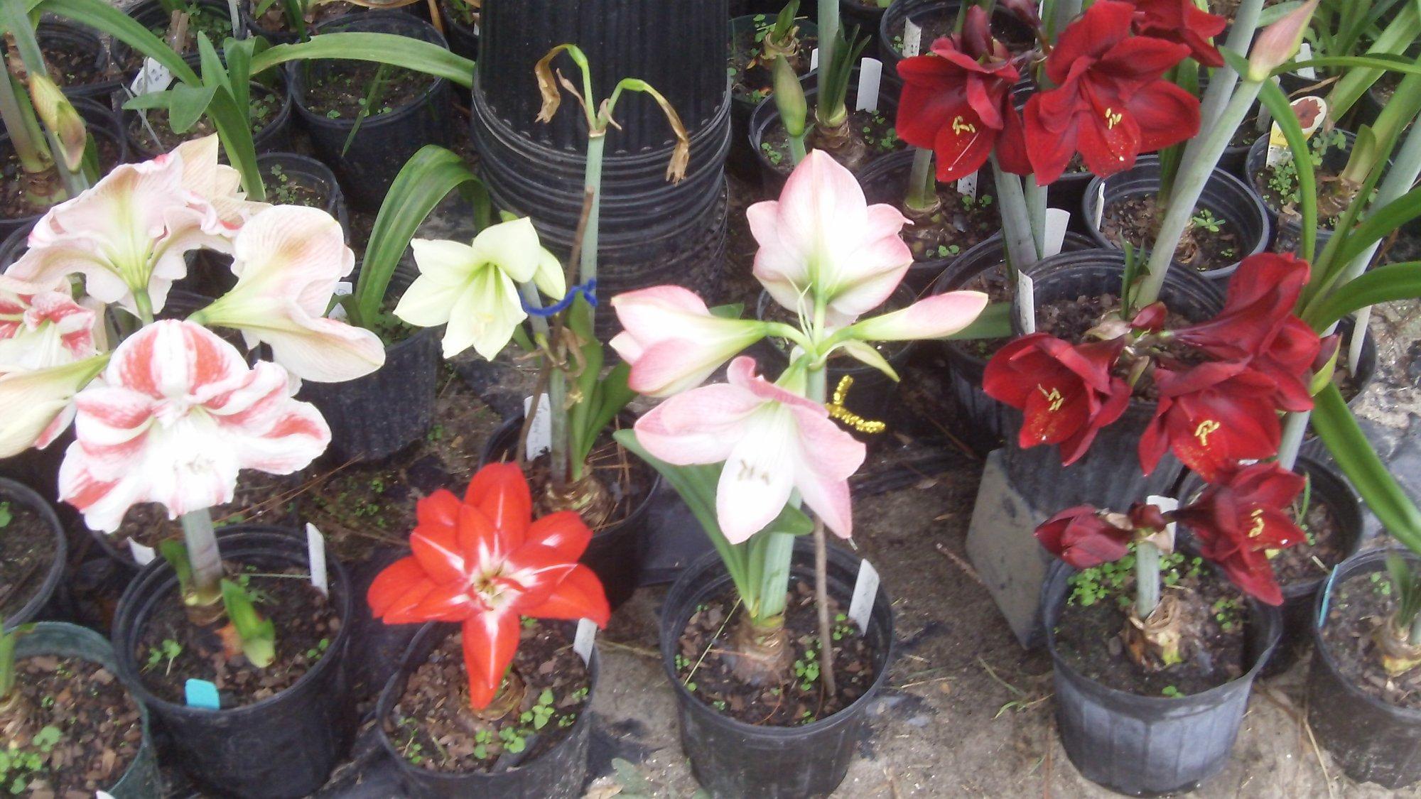 Dellwood Amaryllis Flower Gardens