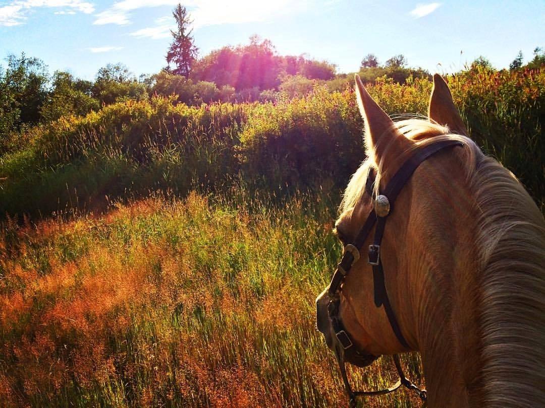 Langley 204 Horseback Riding