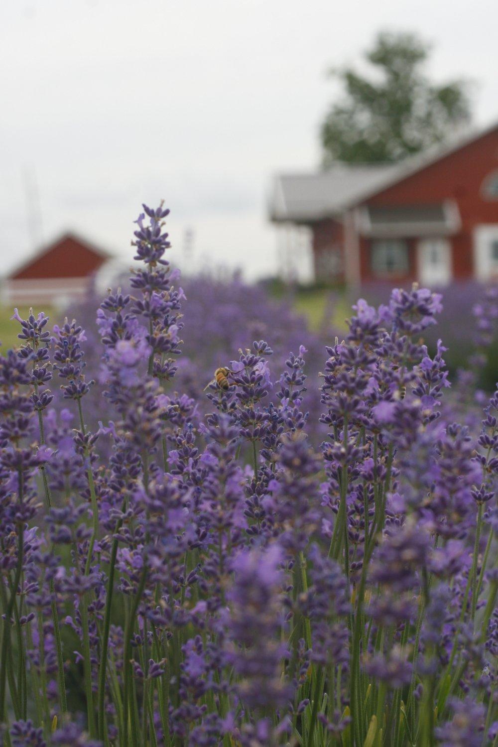 New Life Lavender & Cherry Farm