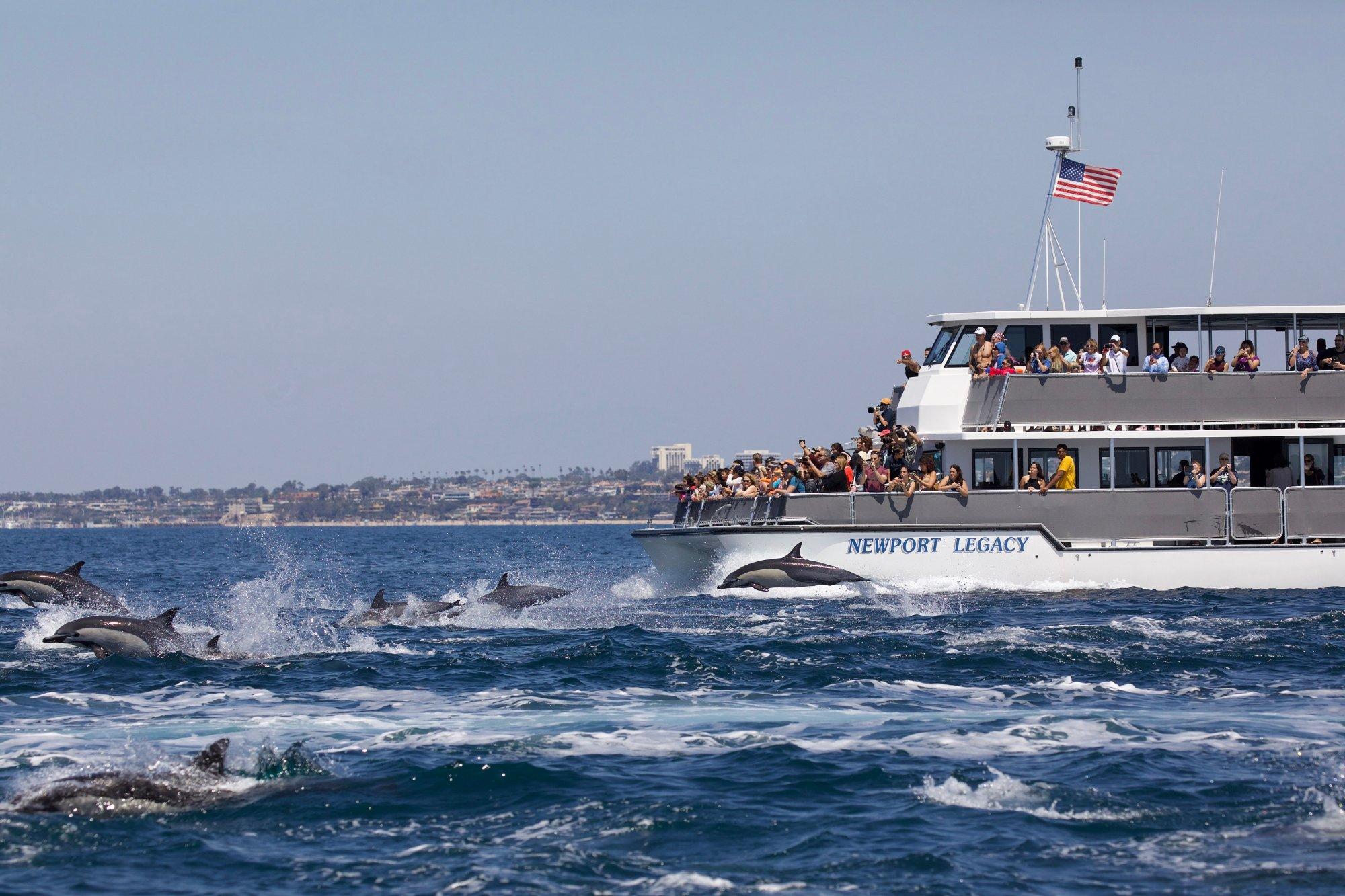 Newport Landing Whale Watching