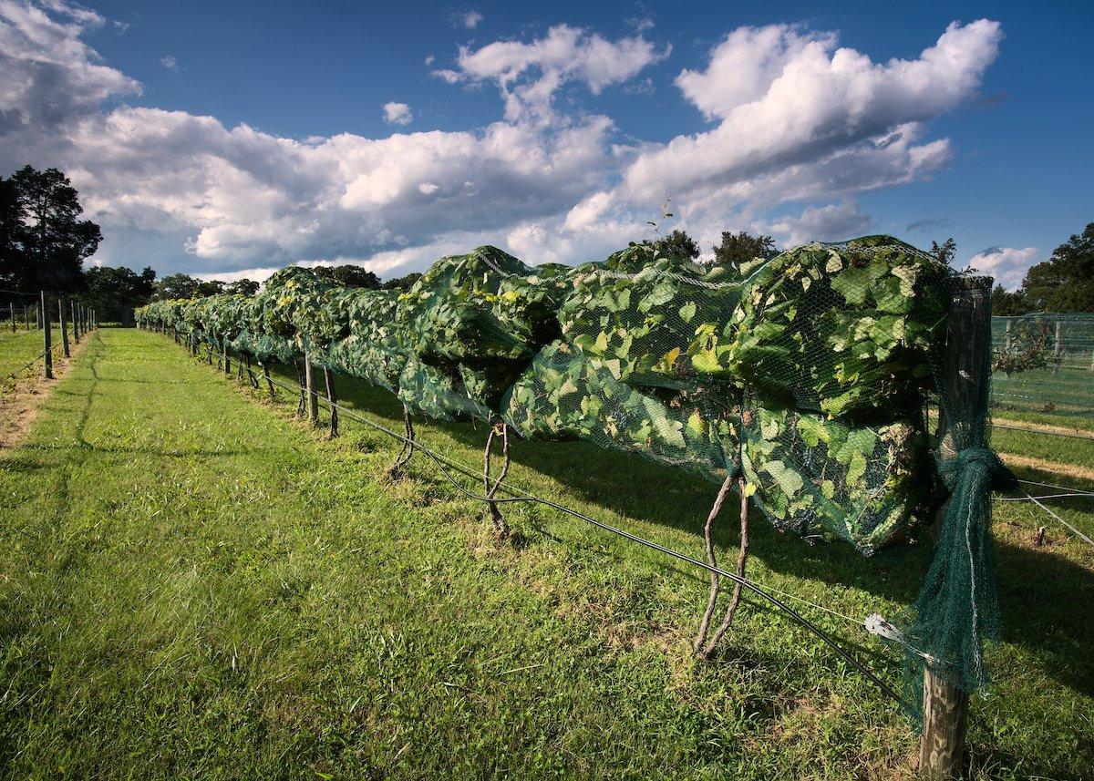 Gemeny Winery and Vineyards