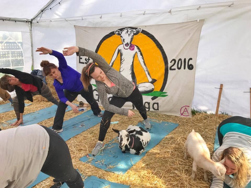 Original Goat Yoga