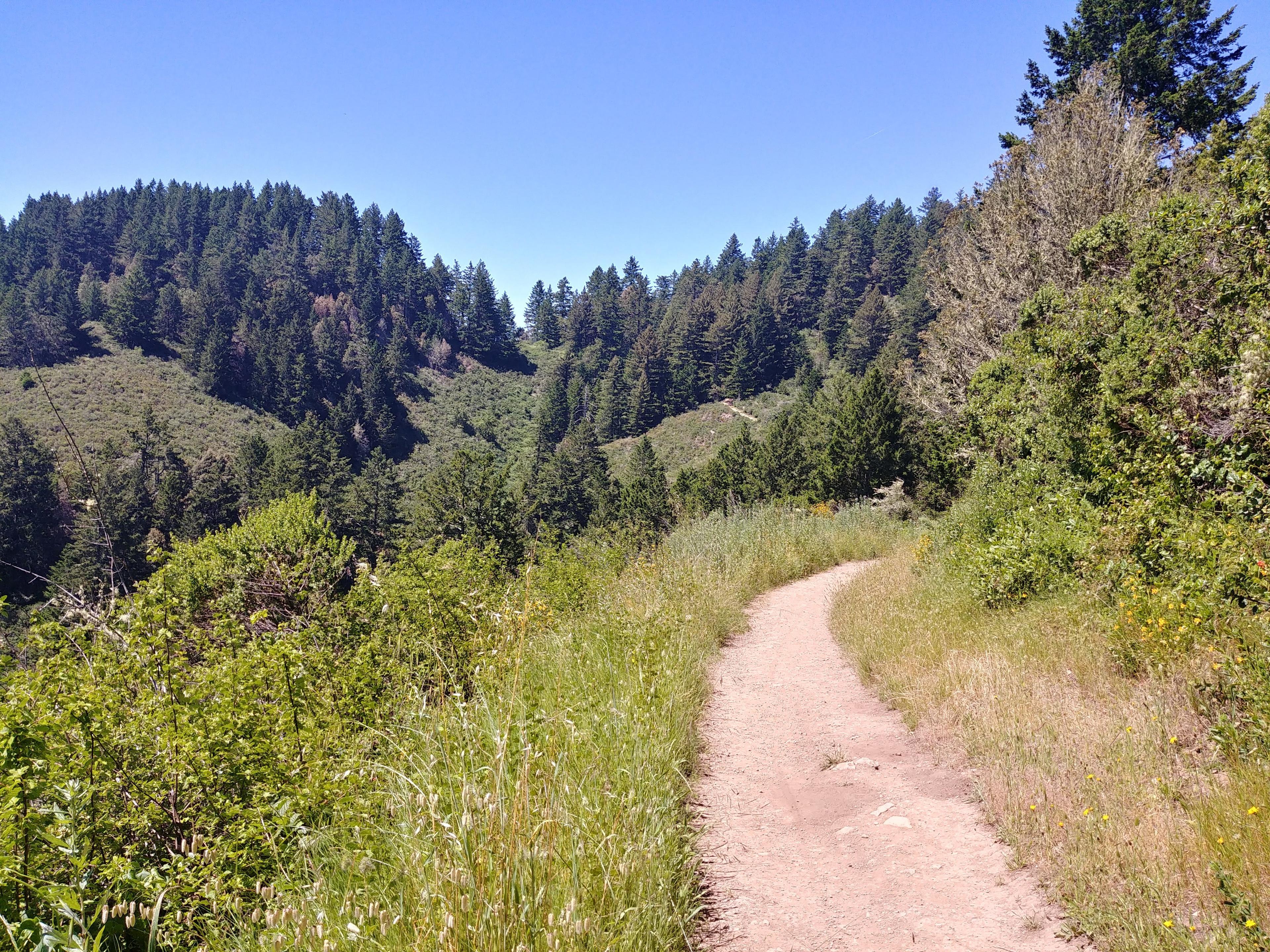 Purisima Creek Redwoods