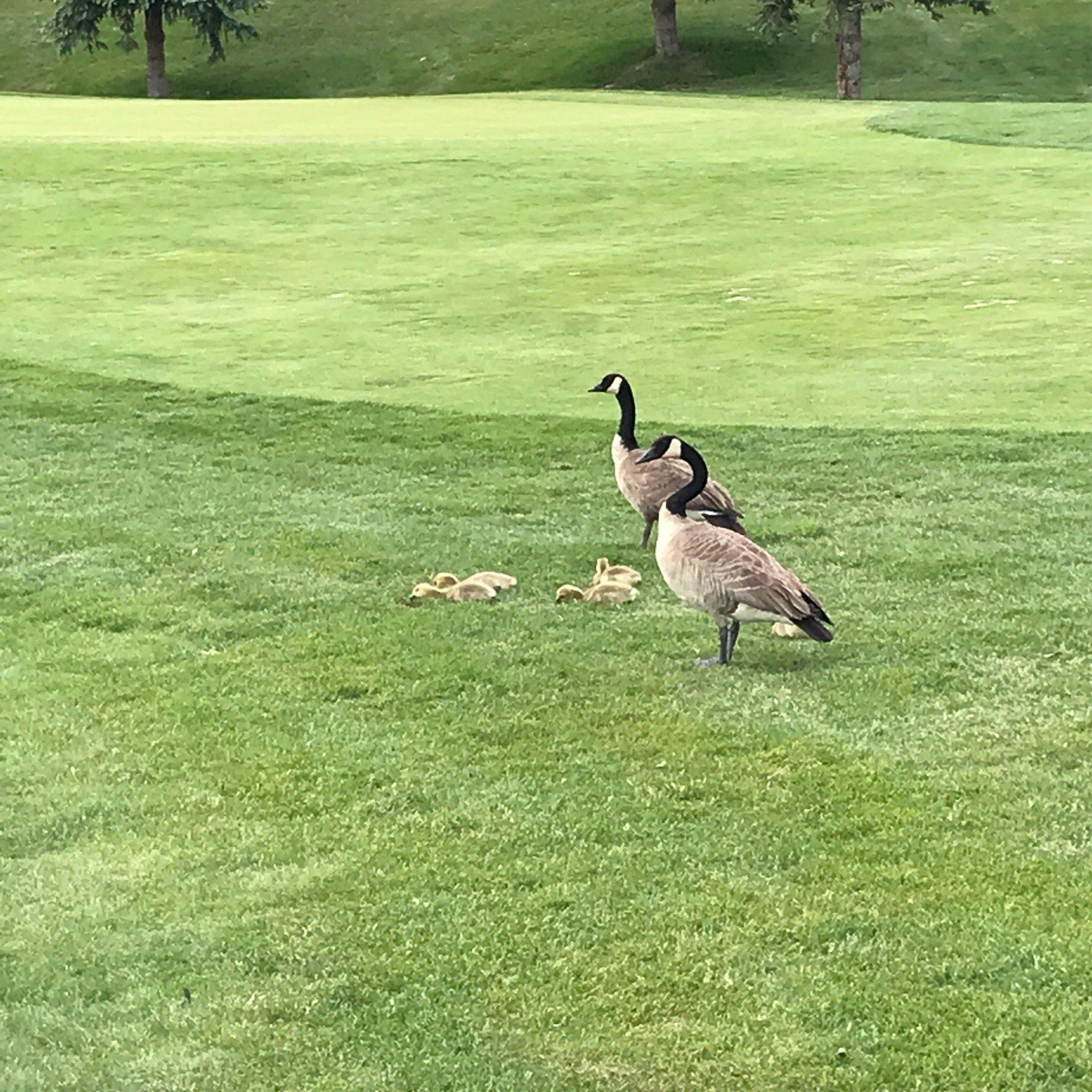 Elbow Springs Golf Club