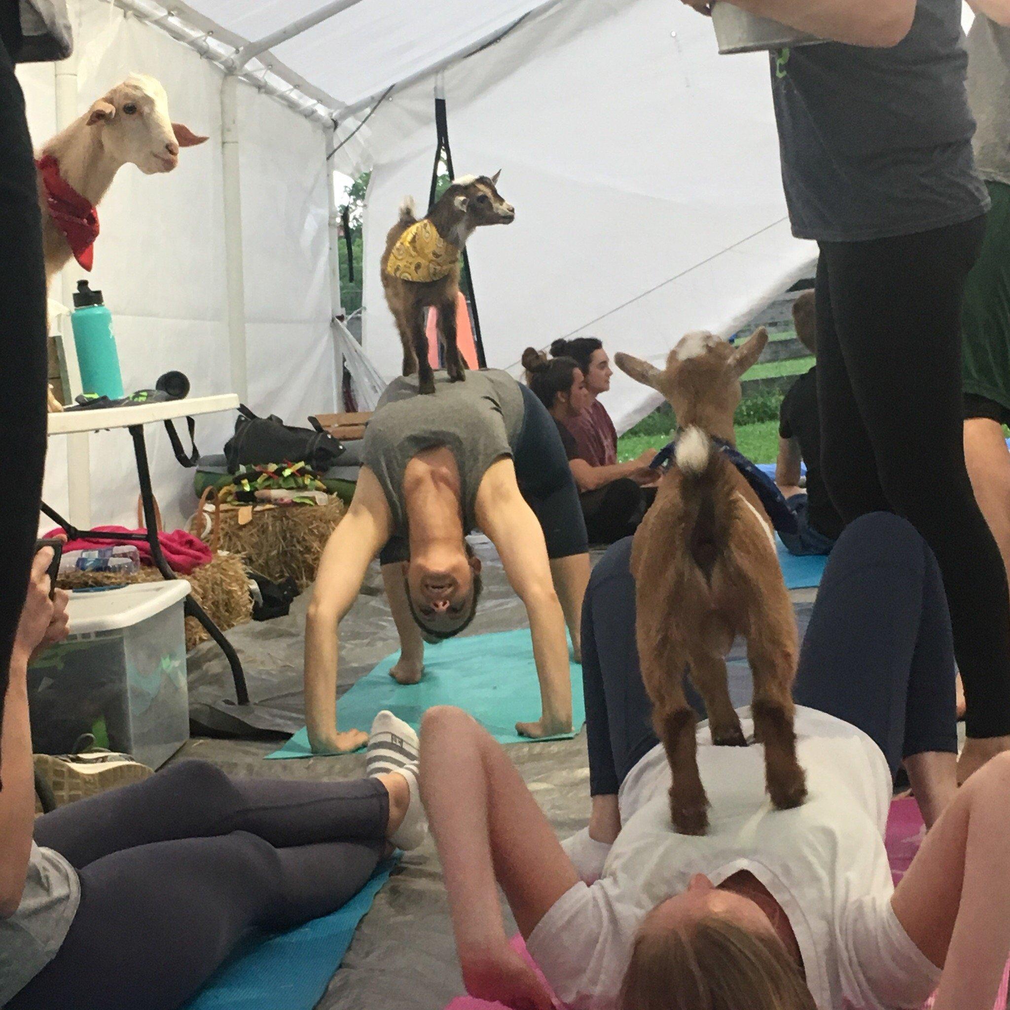 Goat Yoga Nashville