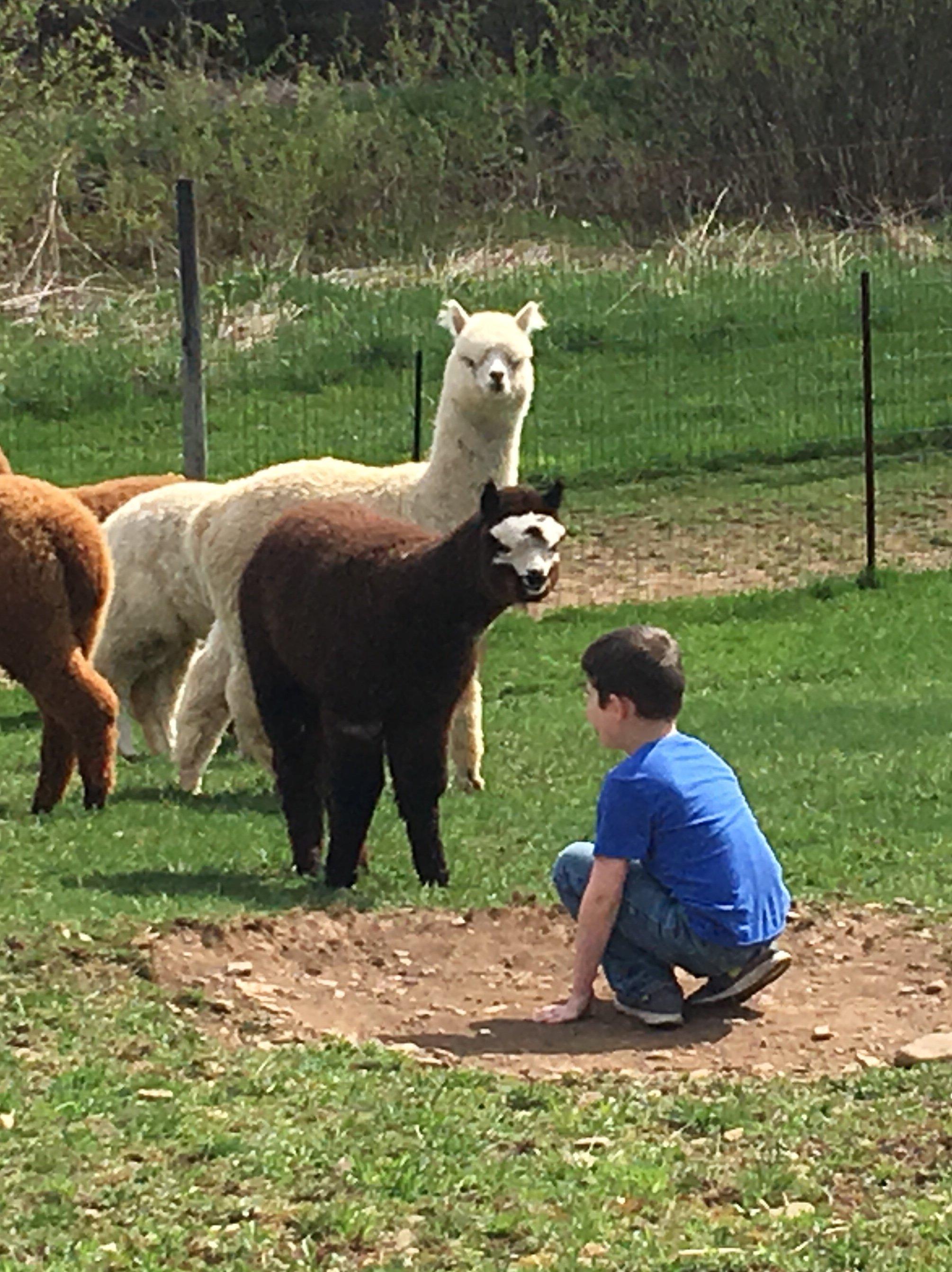 Kendall Creek Farms Alpacas