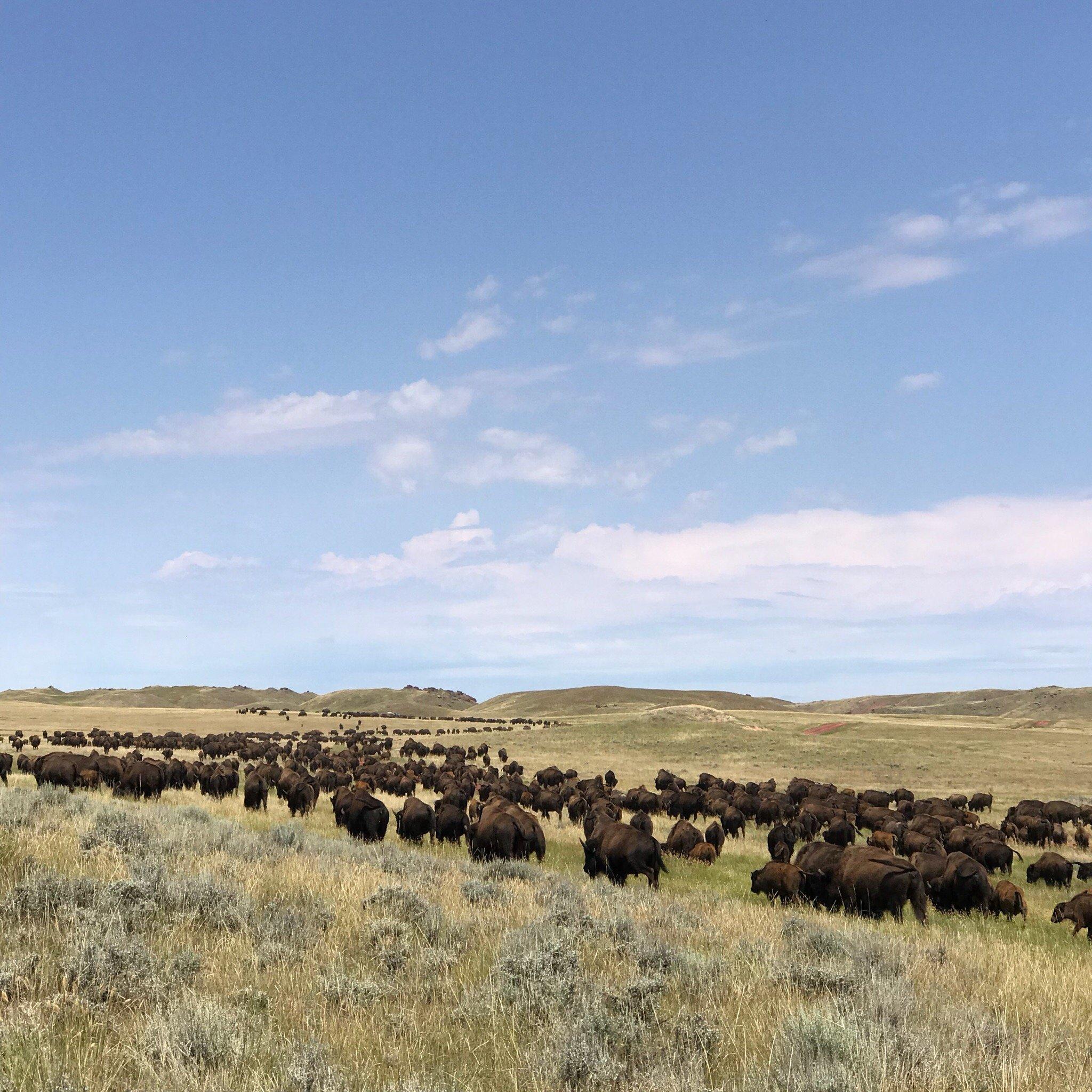 Durham Bison Ranch