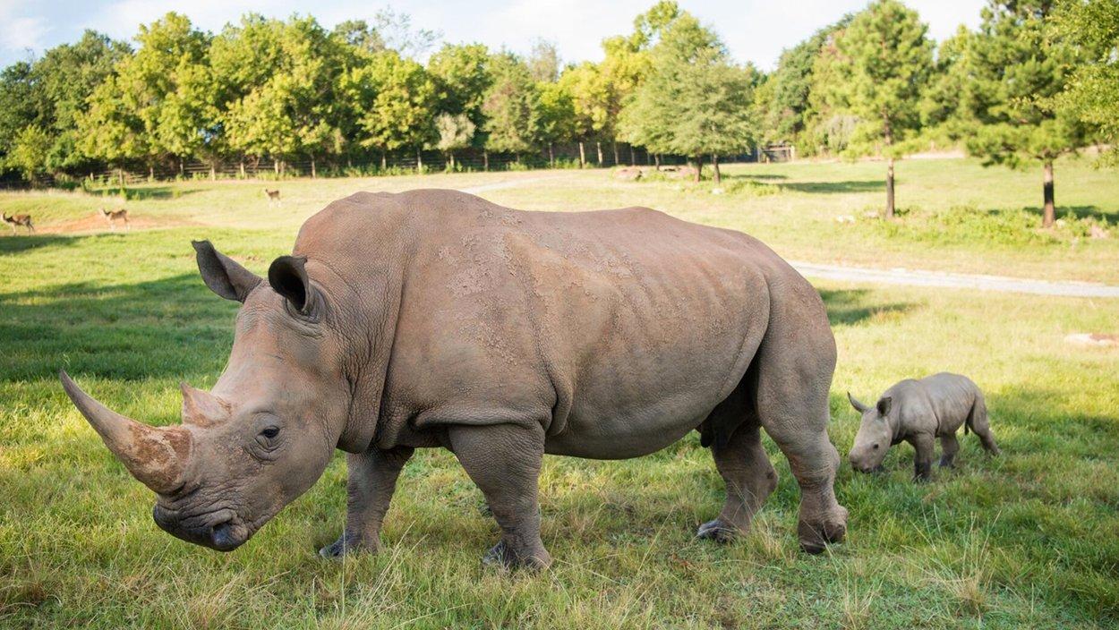 North Carolina Zoo