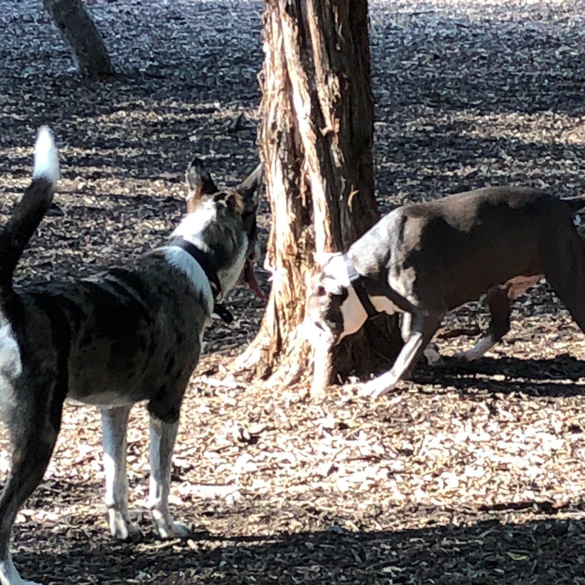 Phil Hardberger Park