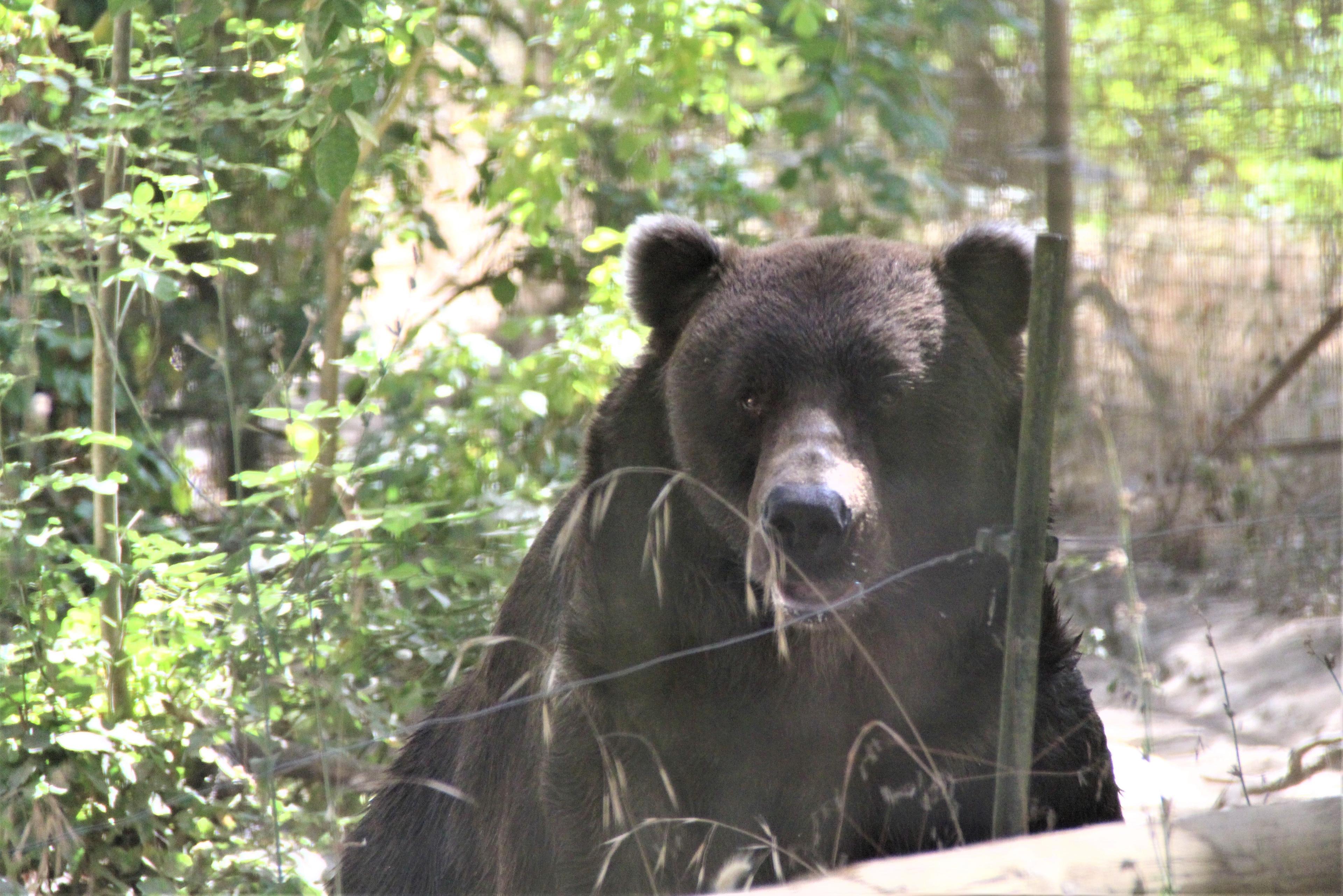 Wildlife Images Rehabilitation & Education Center