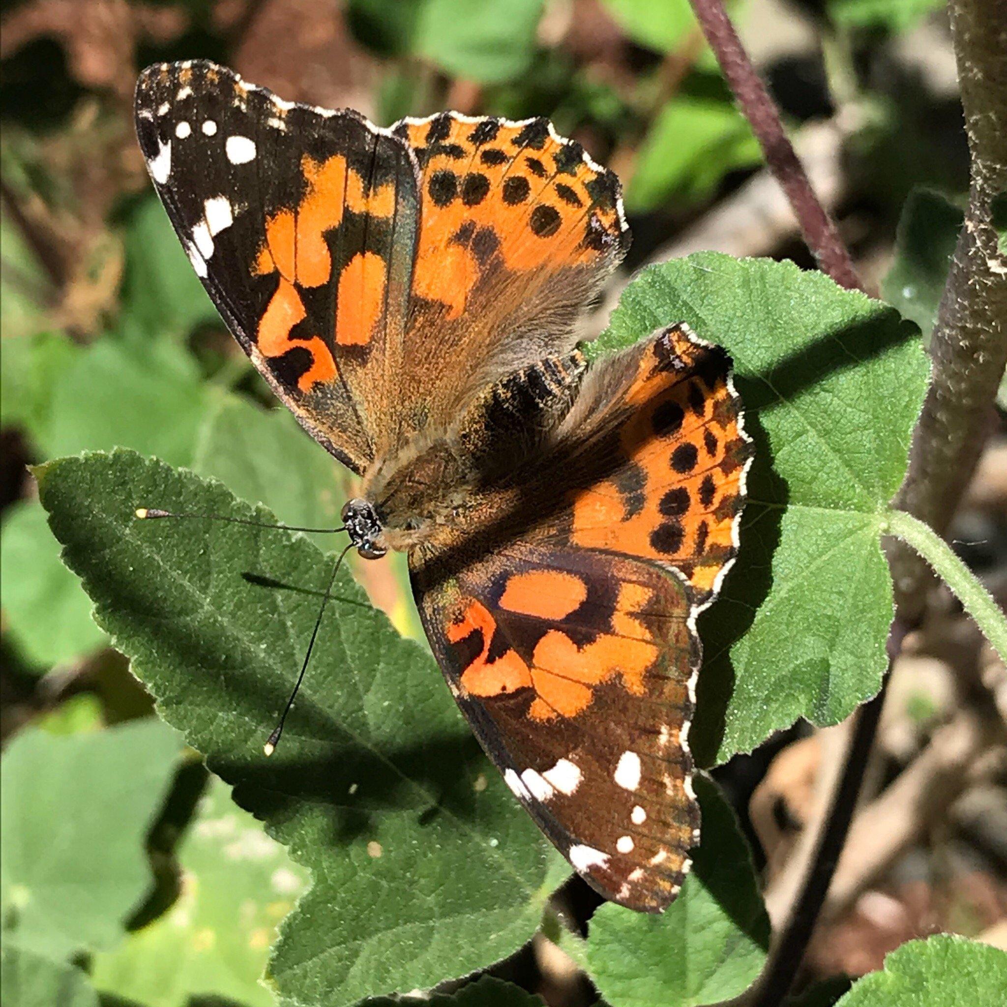 Butterfly Pavilion & Gardens at ECEC