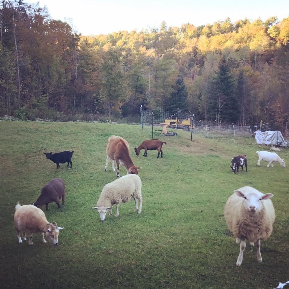 Little Red Barn Farm Sanctuary