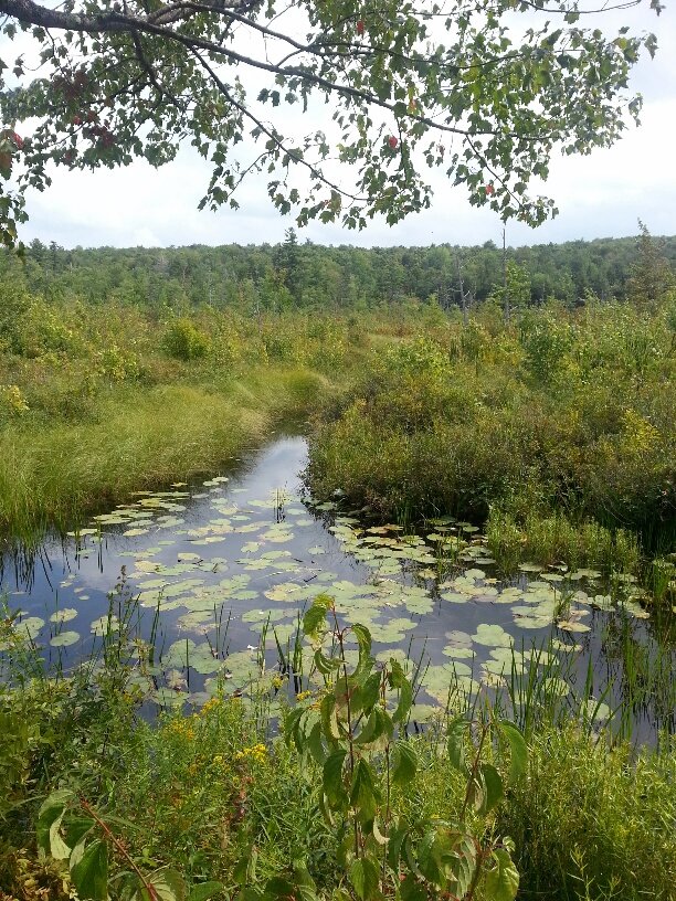 Hawley Bog