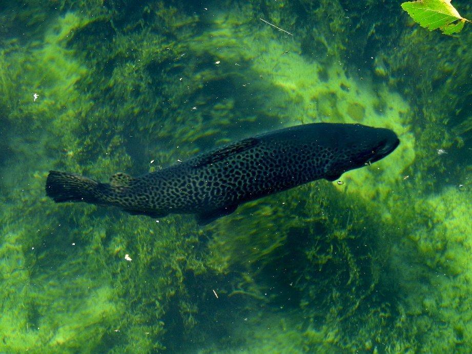 Oden State Fish Hatchery