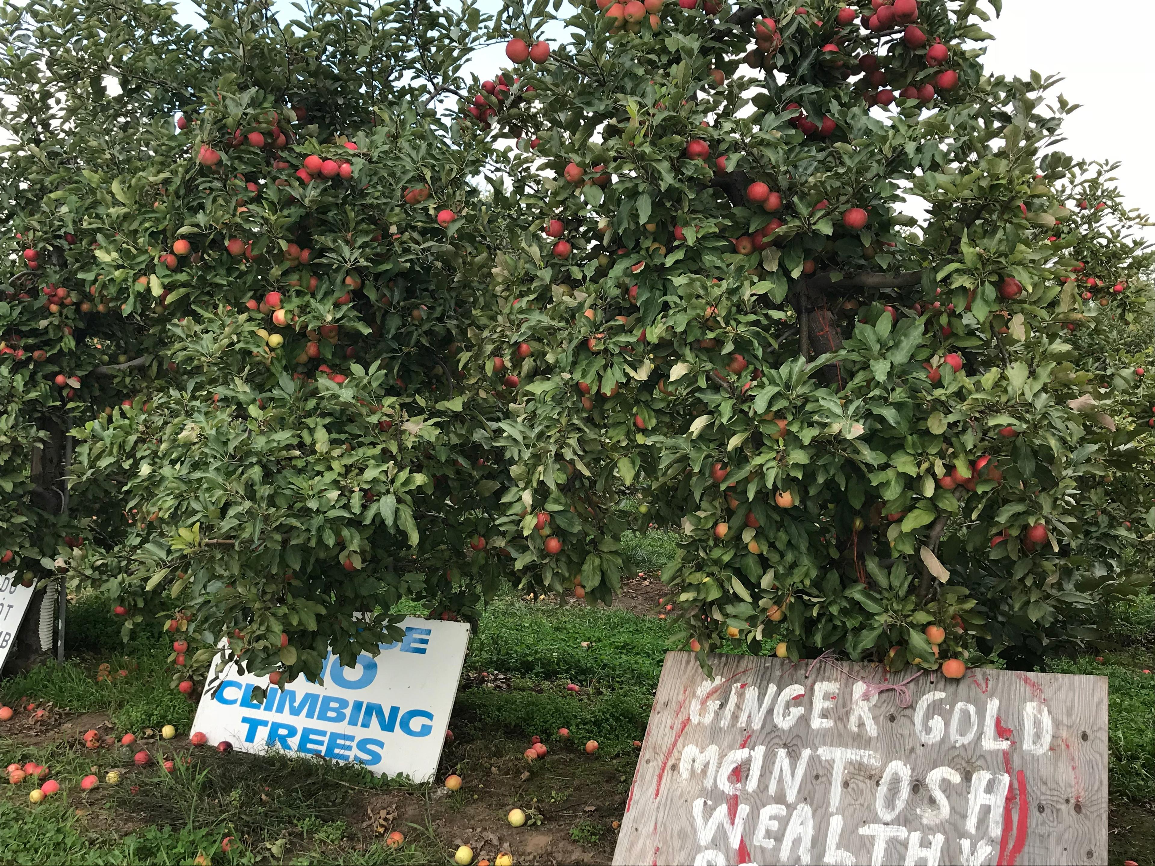 The Big'r Apple Farm