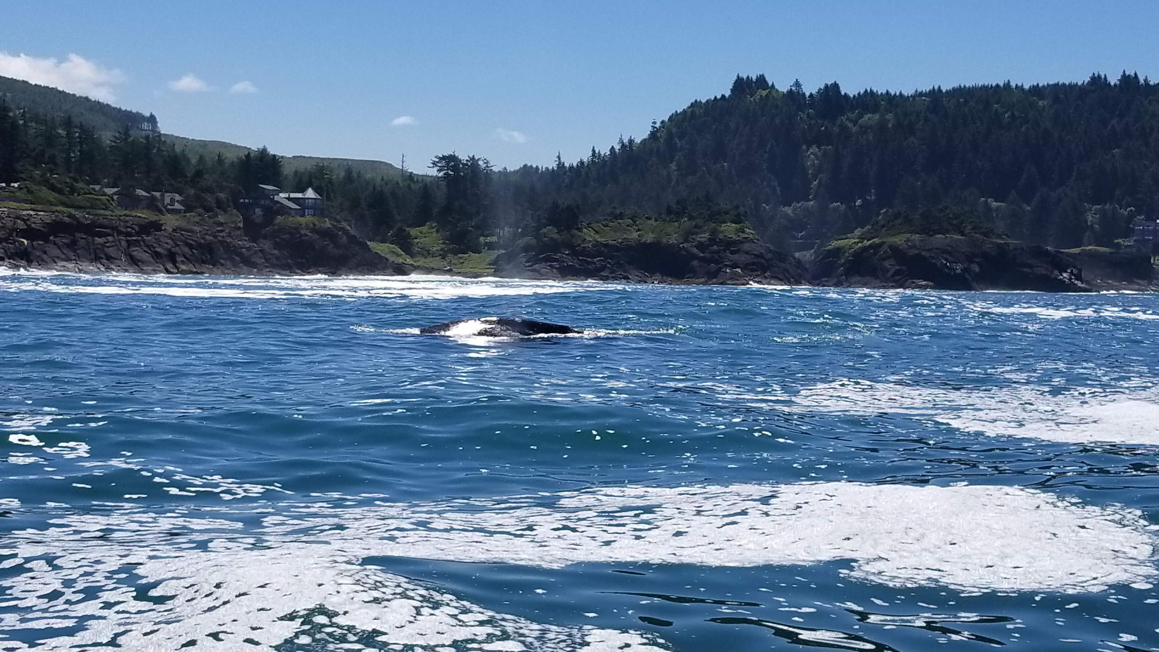 Whale, Sea Life and Shark Museum