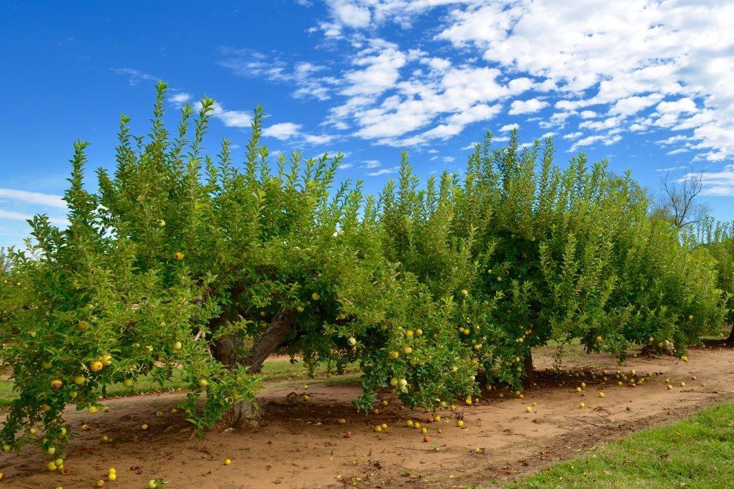 Eastmont Orchards