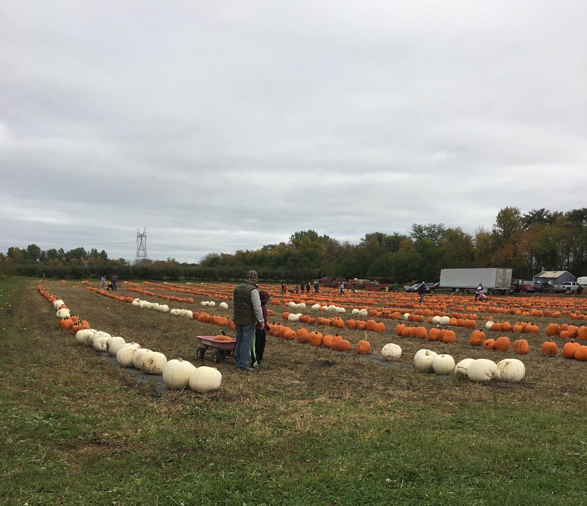 Country Apple Orchard