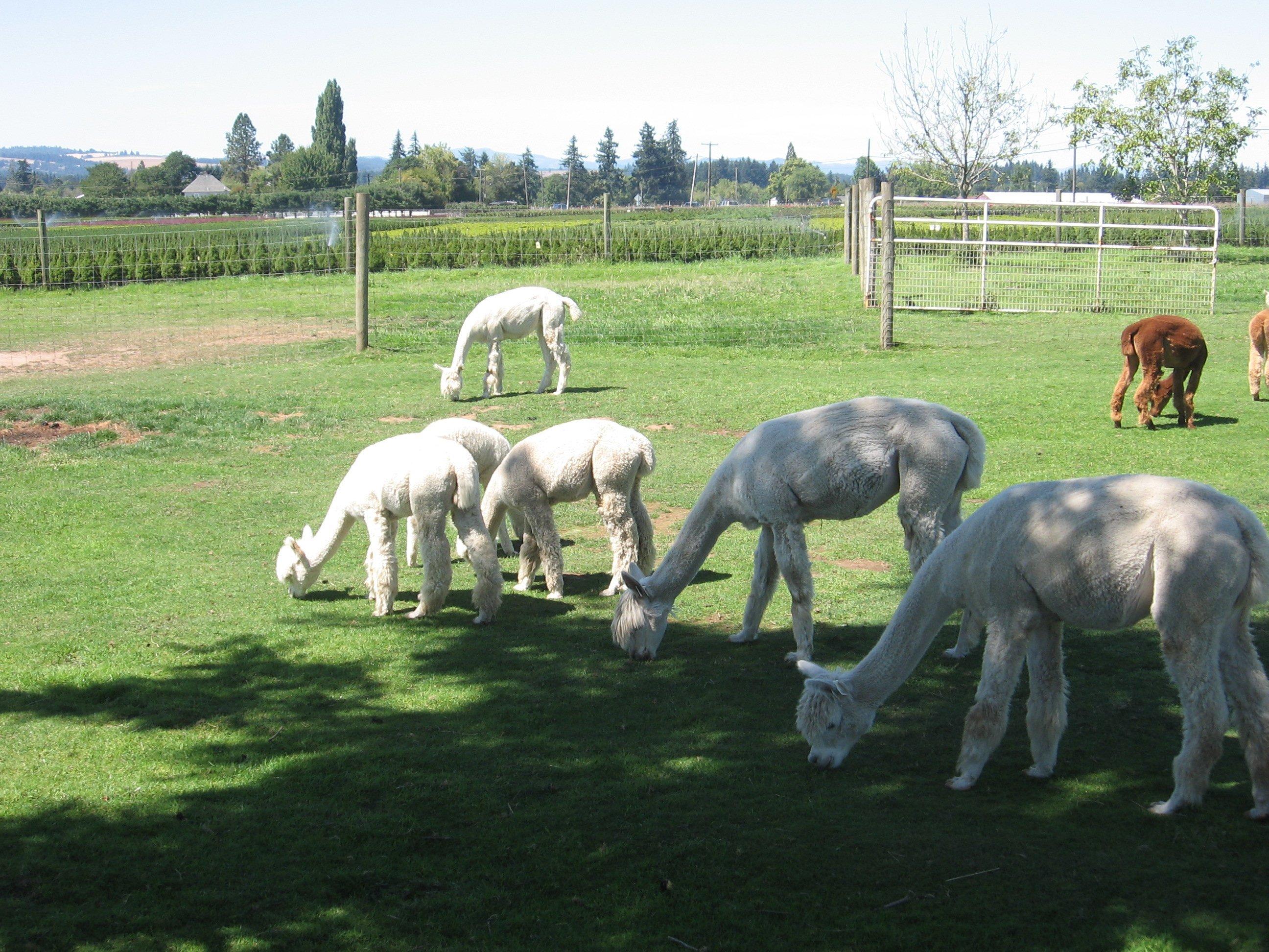 Stoneberg Alpacas