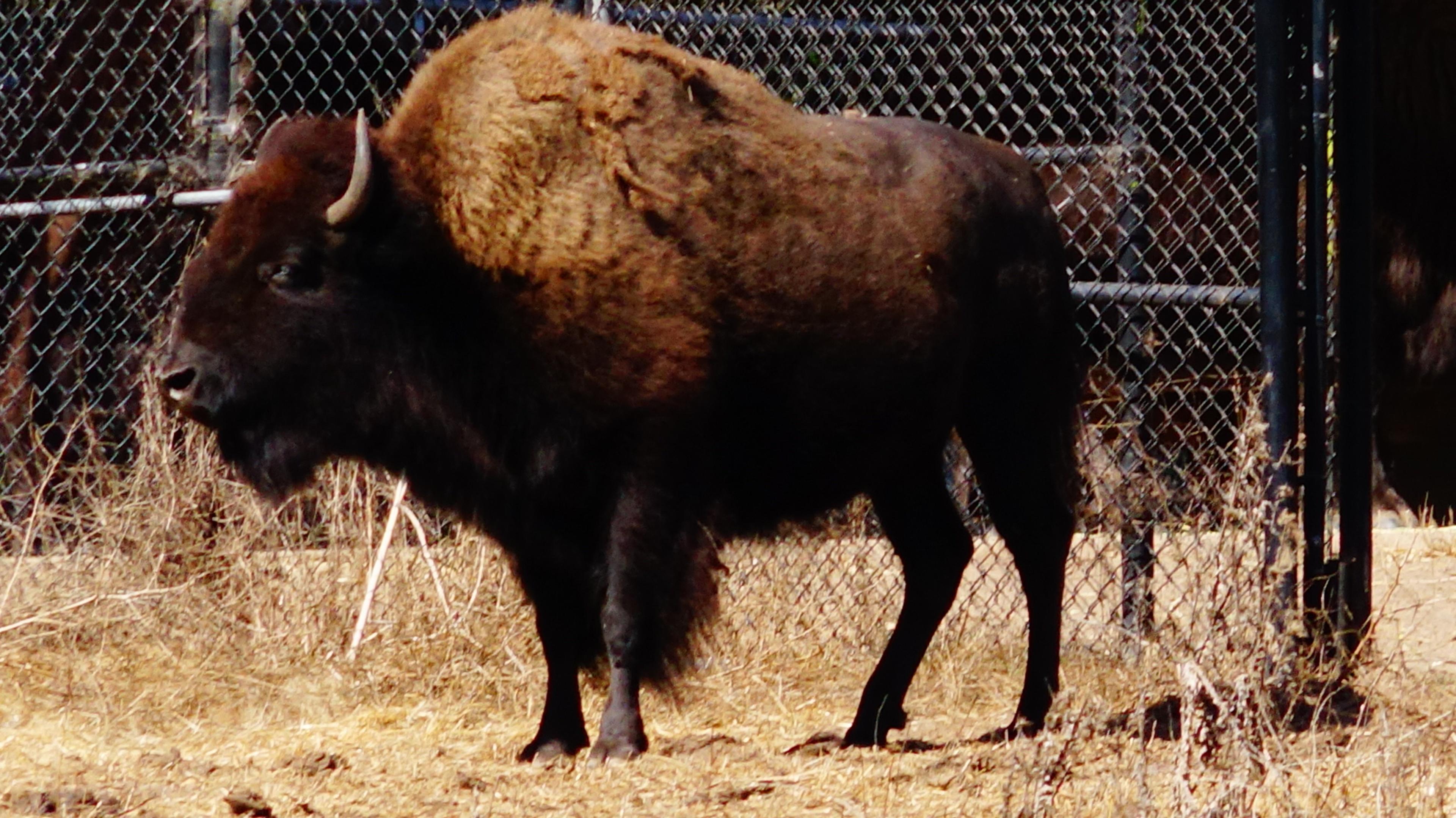 Bison Paddock