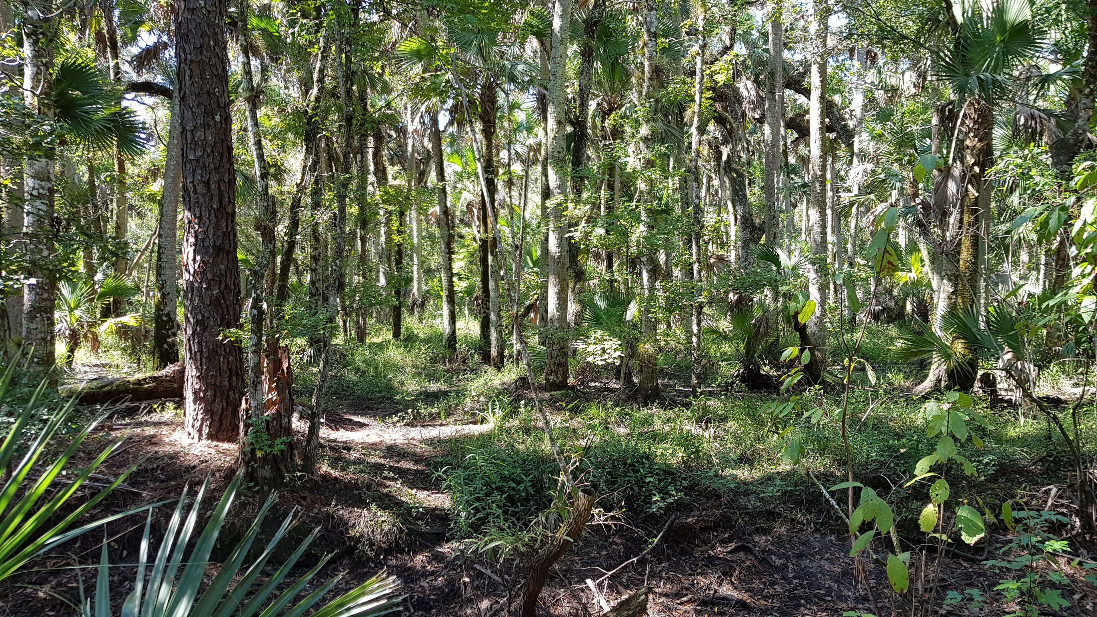 Tosohatchee State Reserve